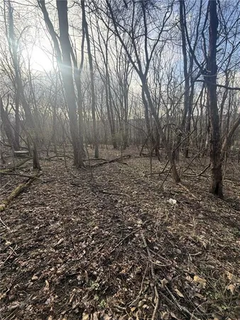 a view of a yard with large trees