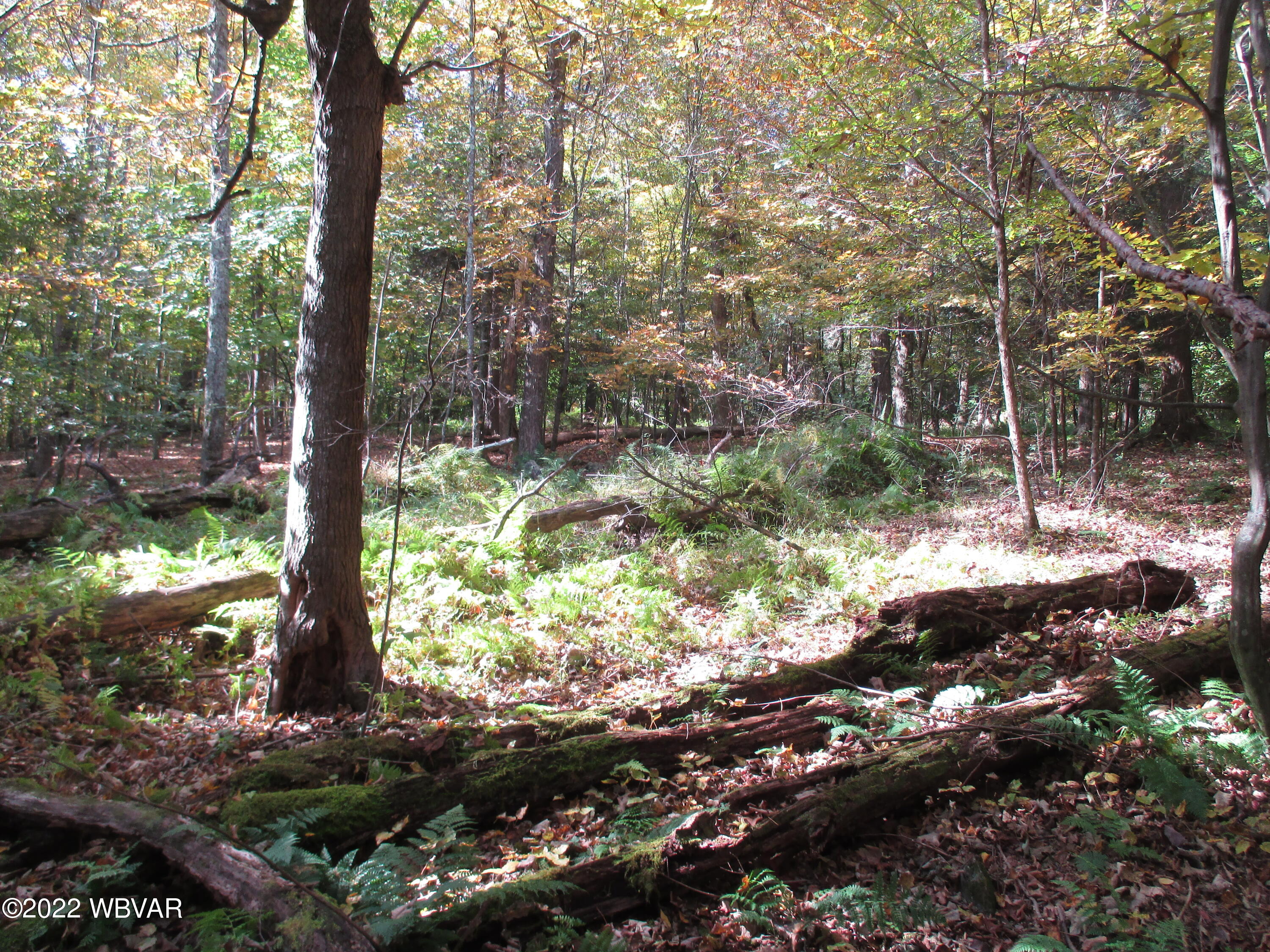 Lake Road Muncy Valley, PA 17758 - Photo 15 of 26 Gallery Image 15
