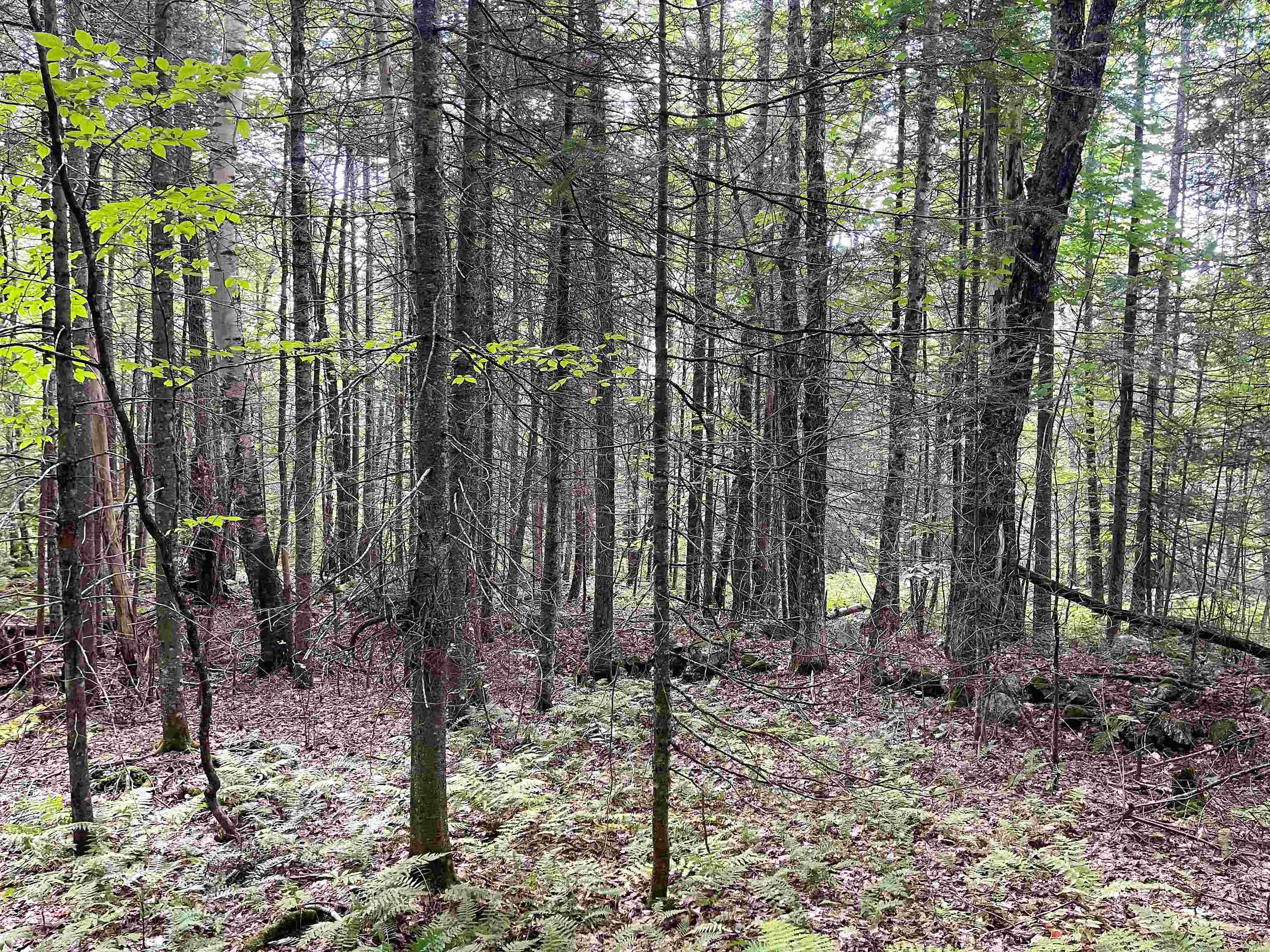 0 Boucher Road Guildhall, VT 05905 - Photo 10 of 17