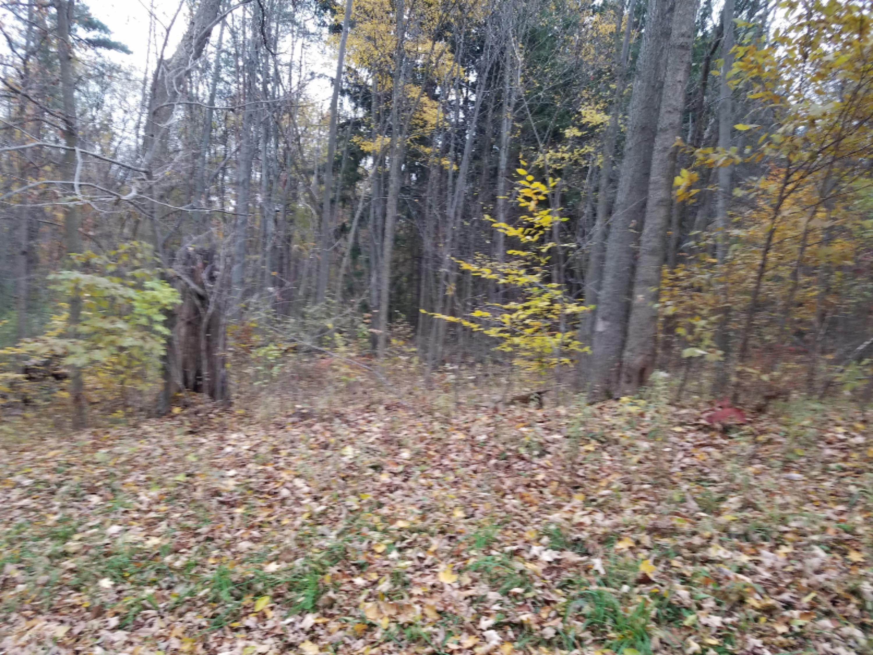 Lot 1 Hjermstad Road Ionia, MI 48846 - Photo 11 of 13 20181102_172023