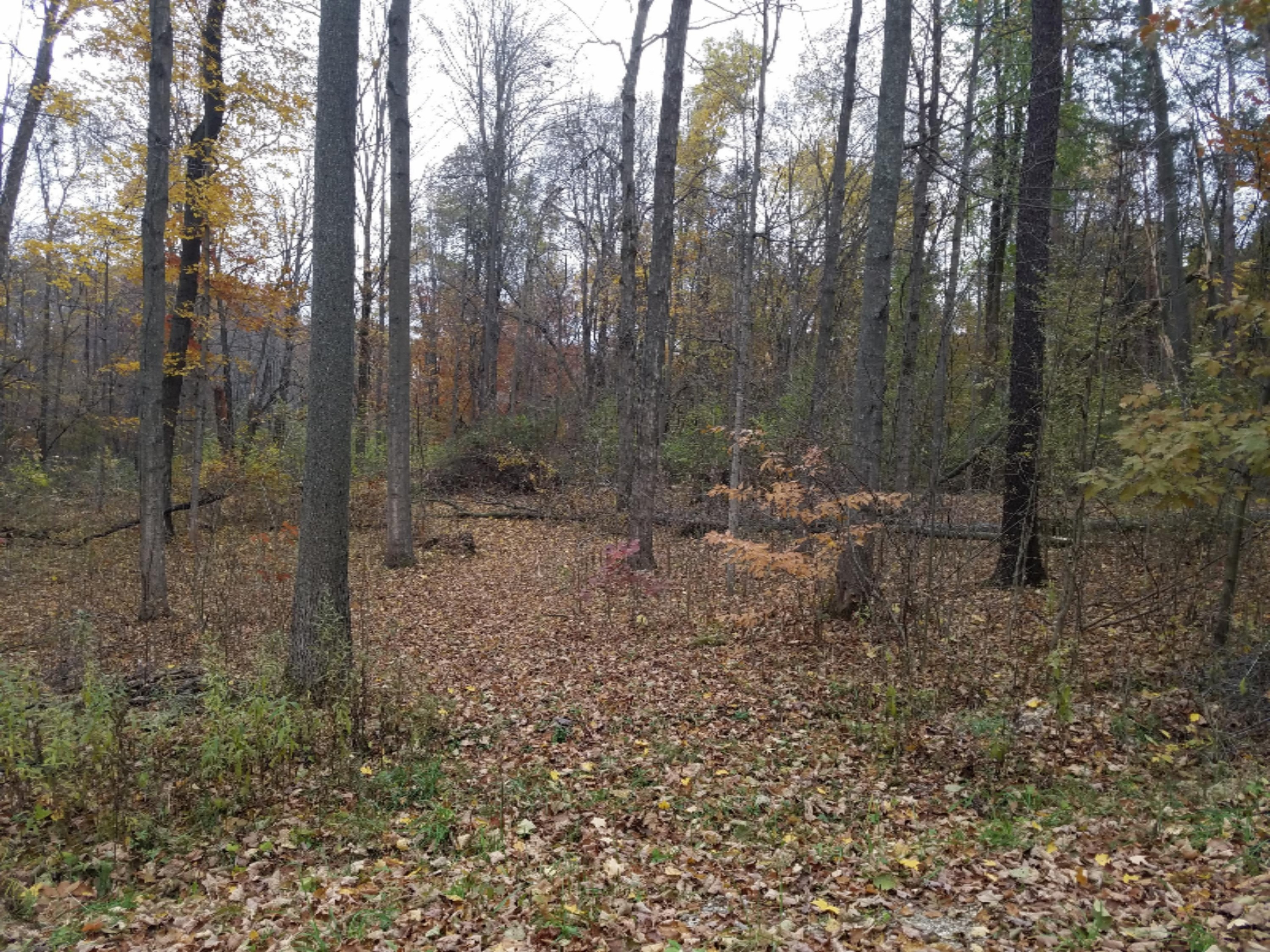 Lot 1 Hjermstad Road Ionia, MI 48846 - Photo 12 of 13 20181102_172039