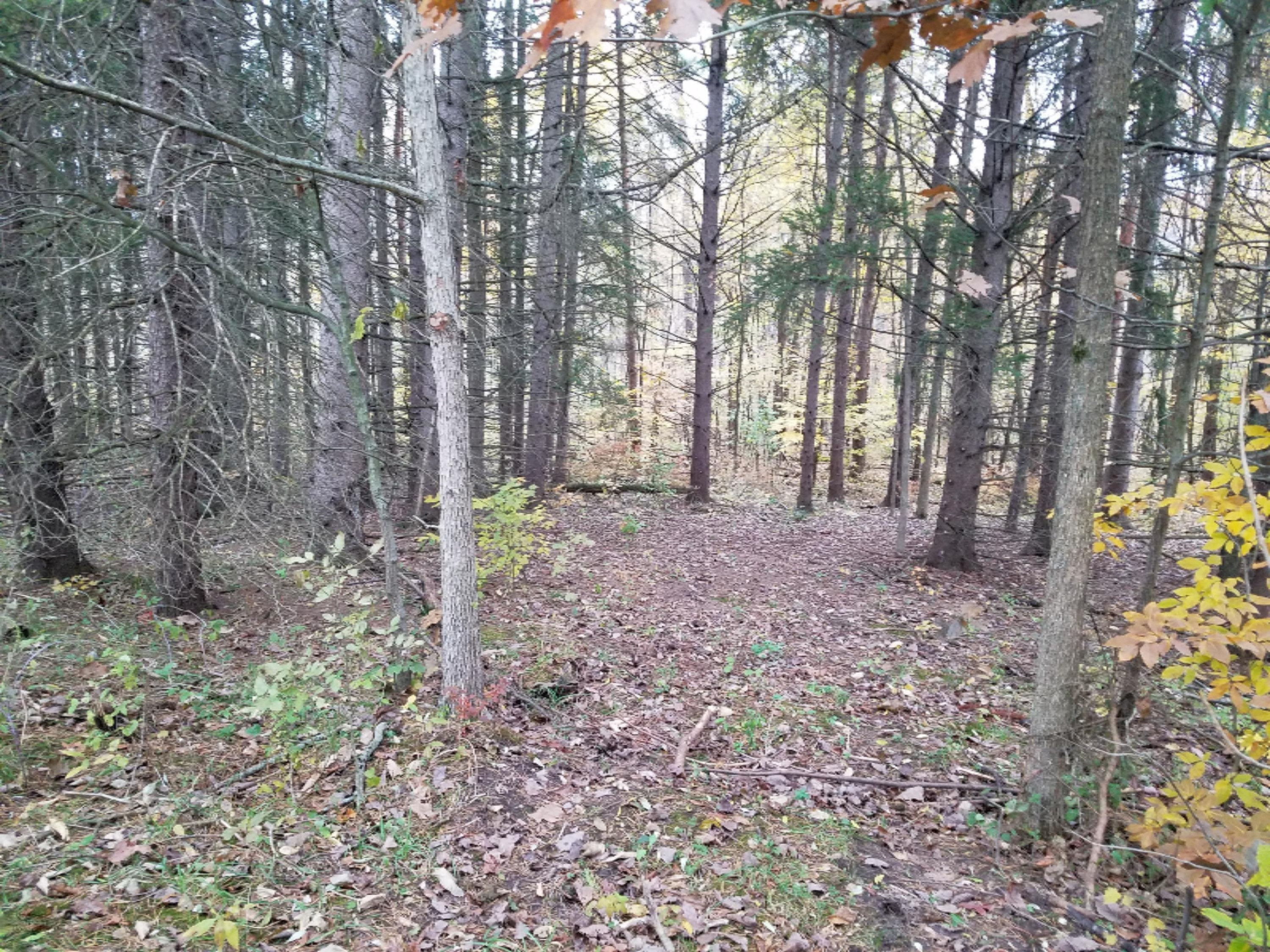 Lot 1 Hjermstad Road Ionia, MI 48846 - Photo 2 of 13 20181102_171316