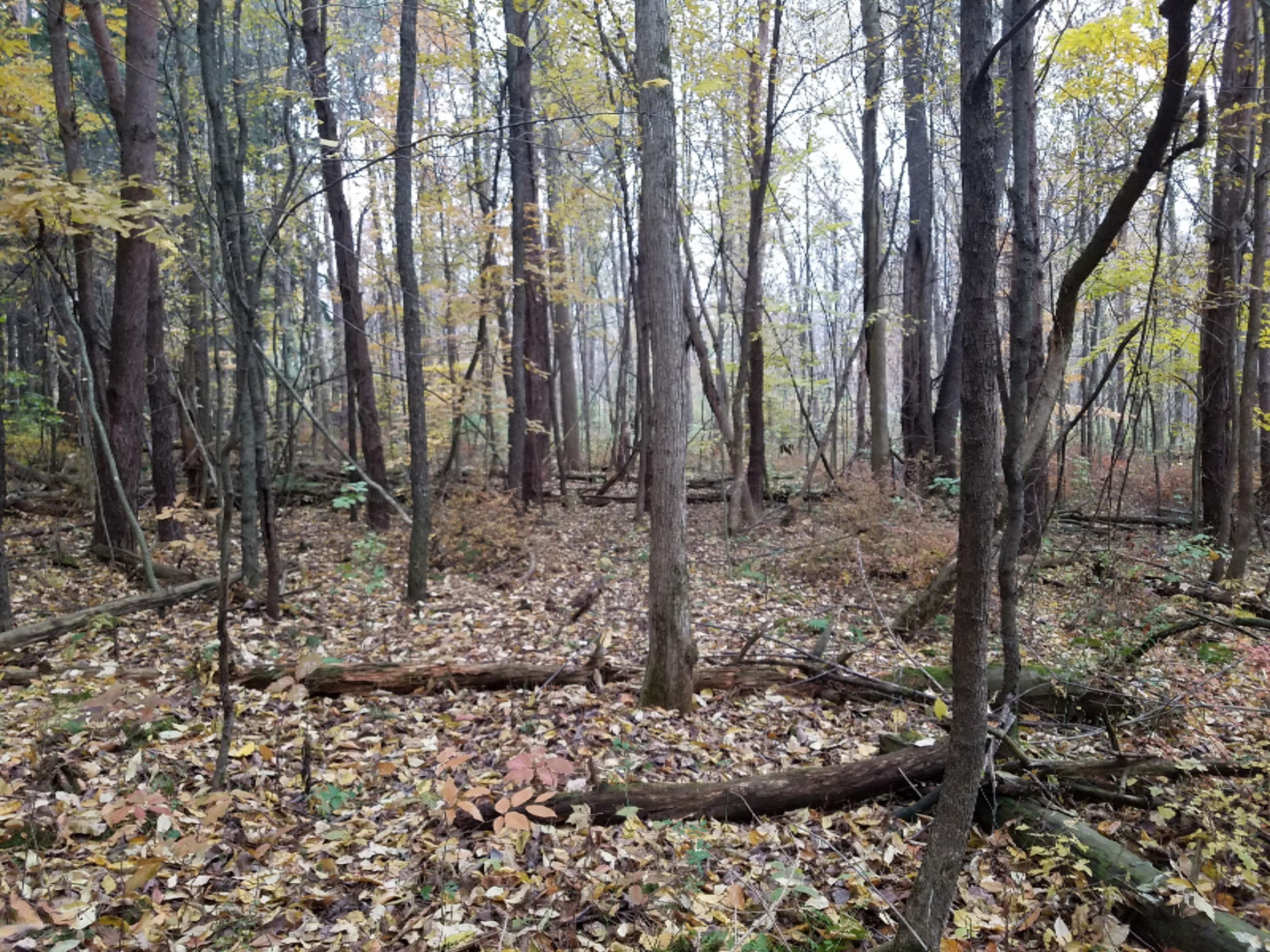Lot 1 Hjermstad Road Ionia, MI 48846 - Photo 3 of 13 20181102_171410