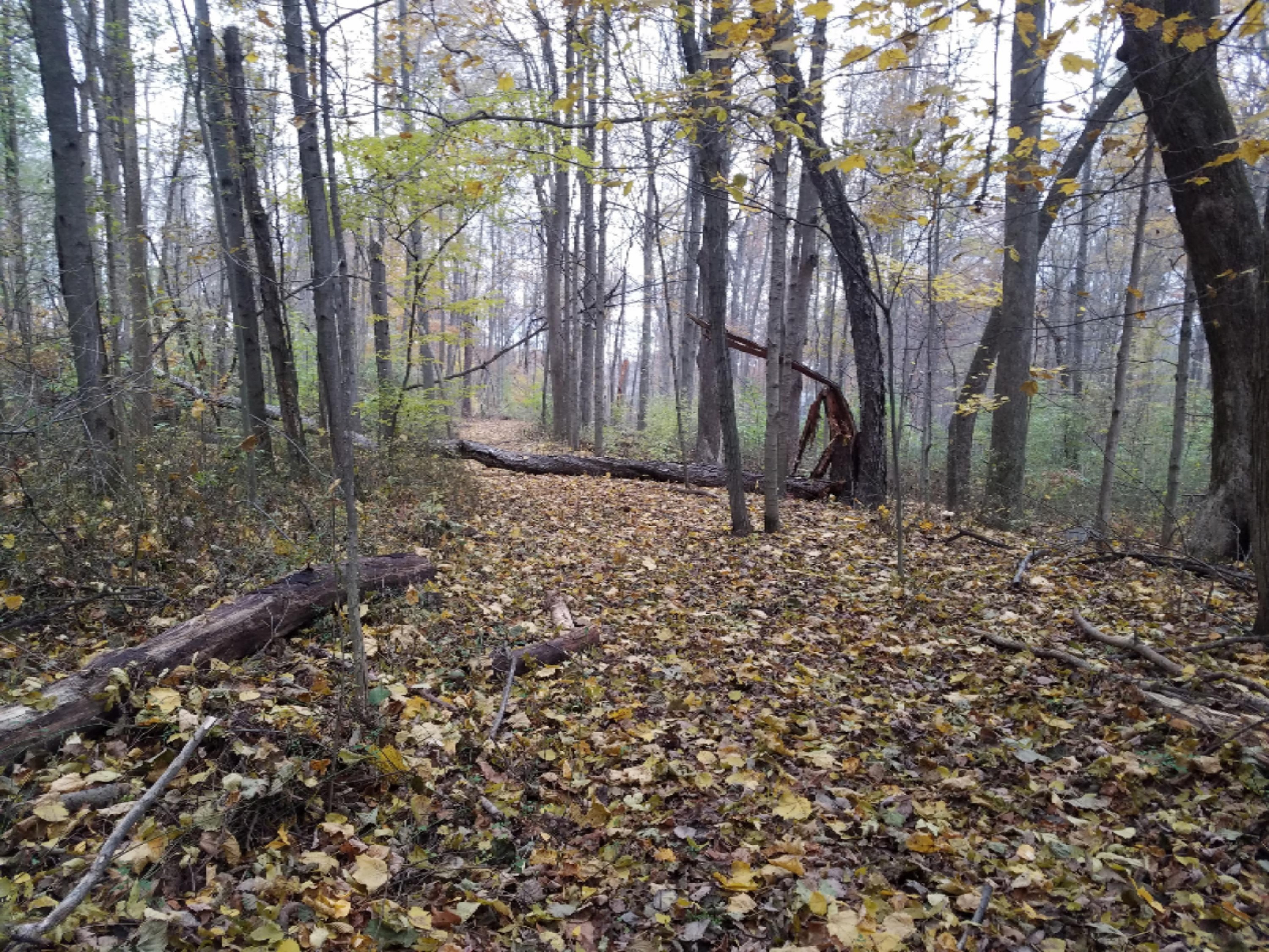 Lot 1 Hjermstad Road Ionia, MI 48846 - Photo 4 of 13 20181102_171450