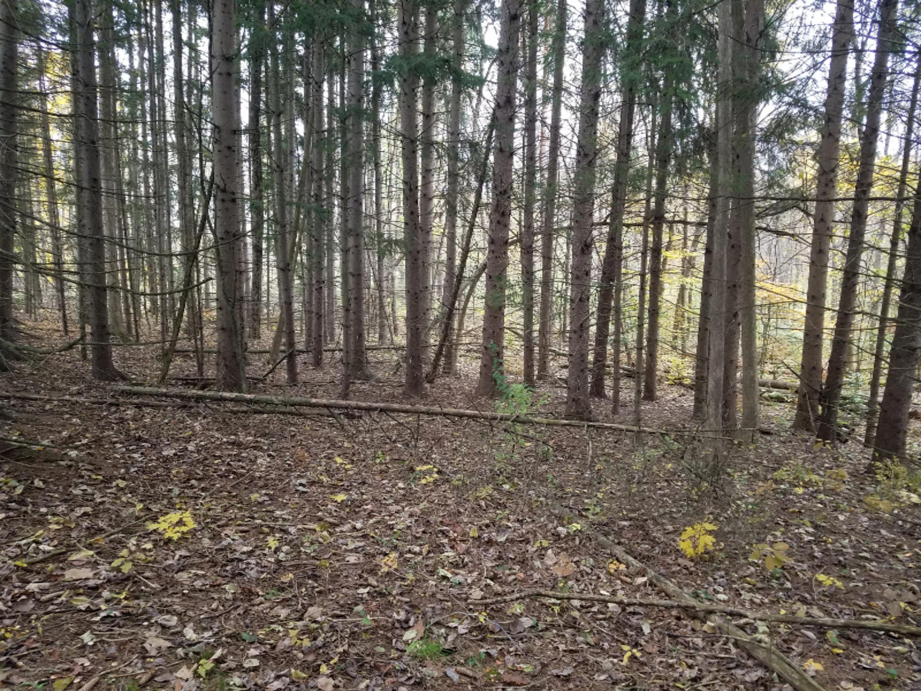 Lot 1 Hjermstad Road Ionia, MI 48846 - Photo 5 of 13 20181102_171724