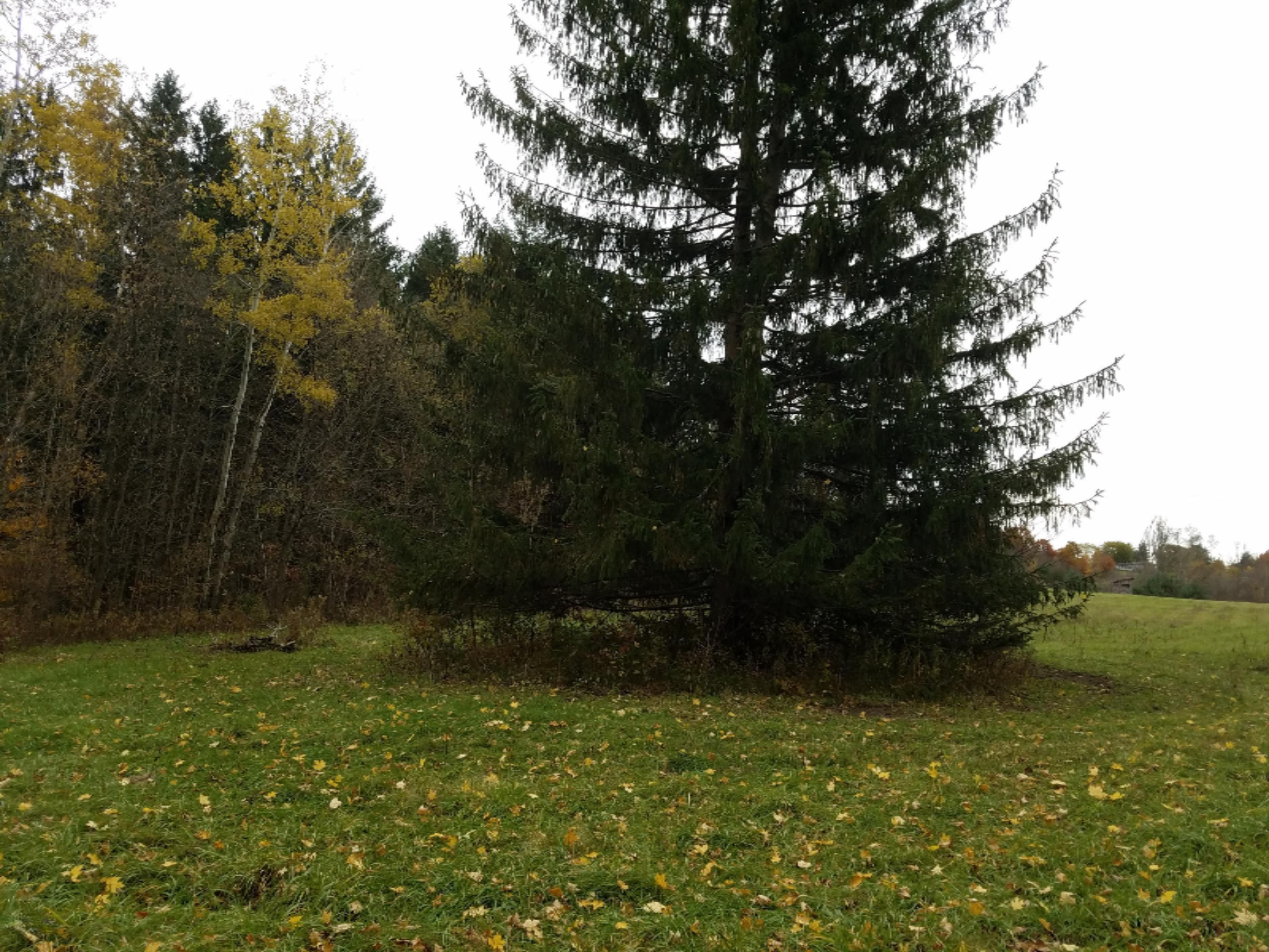 Lot 1 Hjermstad Road Ionia, MI 48846 - Photo 9 of 13 20181102_171927