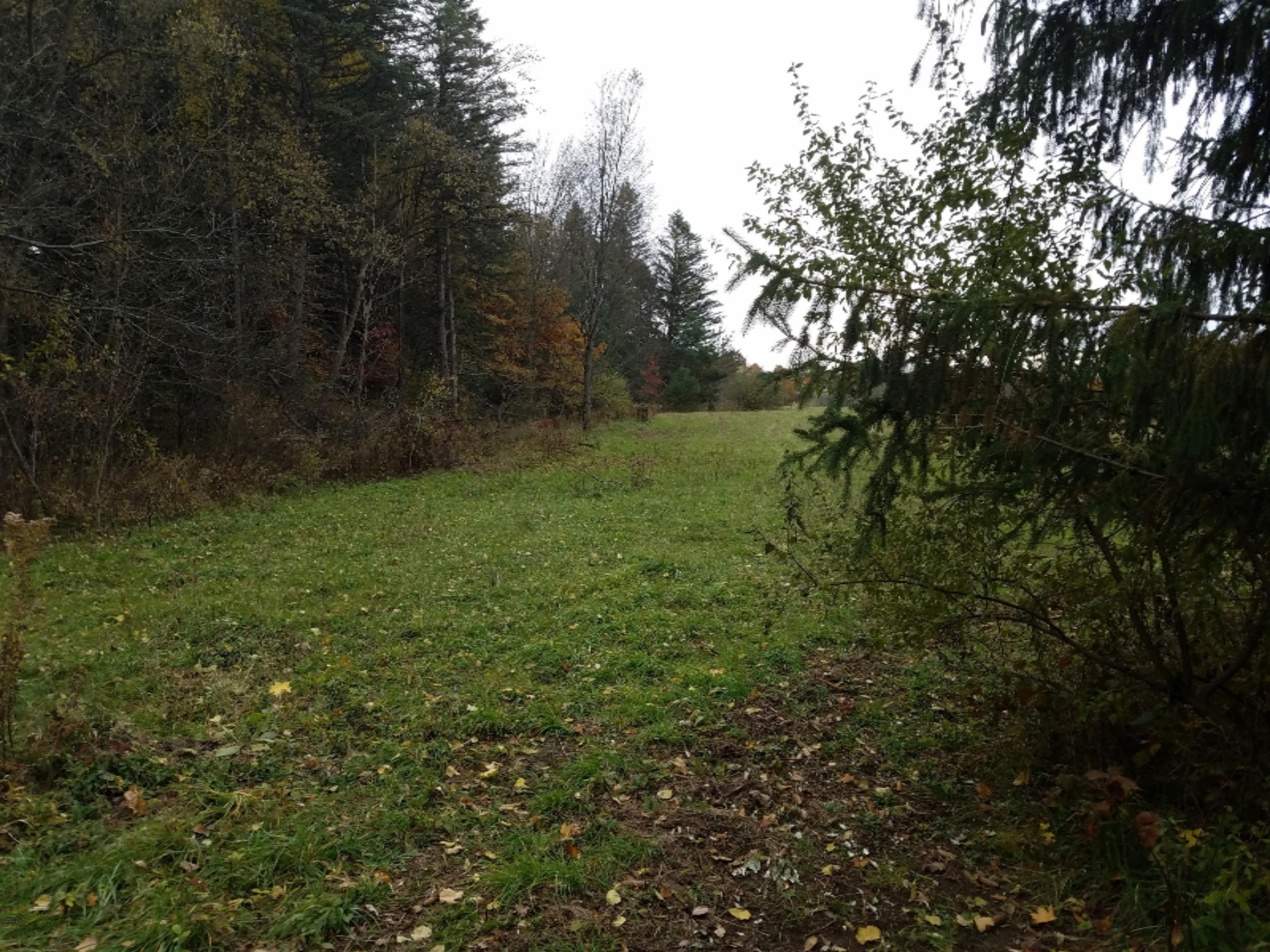Lot 1 Hjermstad Road Ionia, MI 48846 - Photo 10 of 13 20181102_171956