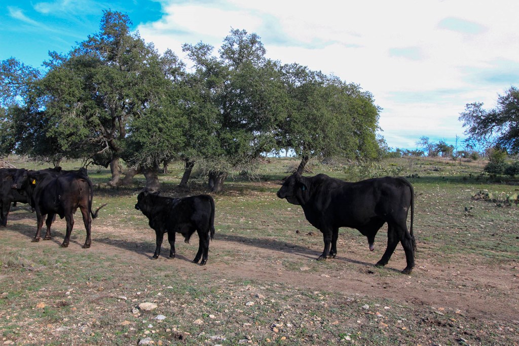 963 Josephine Road Harper, TX 78631 - Photo 13 of 15