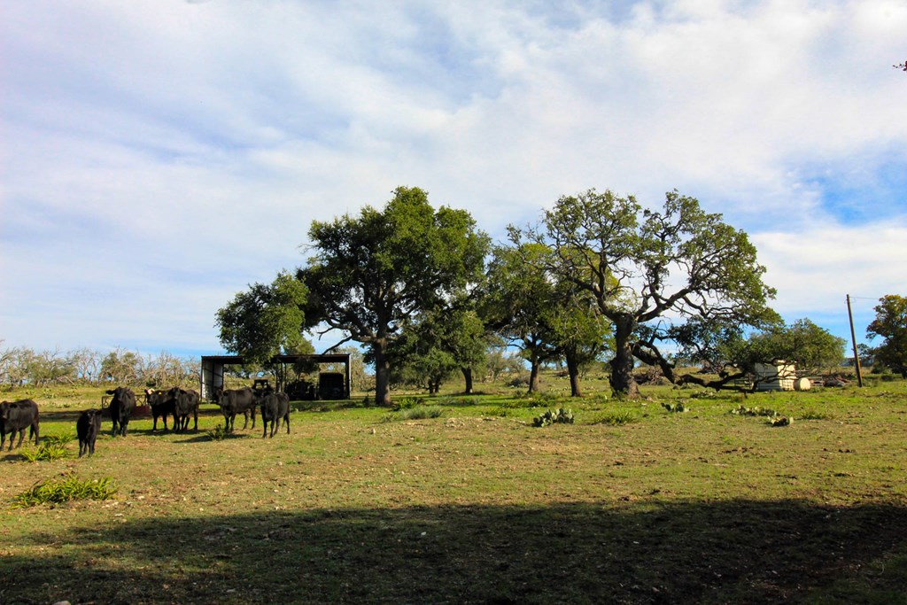 963 Josephine Road Harper, TX 78631 - Photo 6 of 15