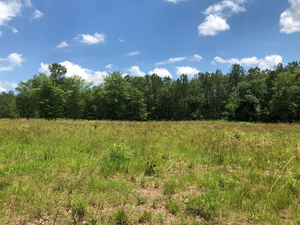 6.33-acres Implement Road Aiken, SC 29803 - Photo 8 of 18