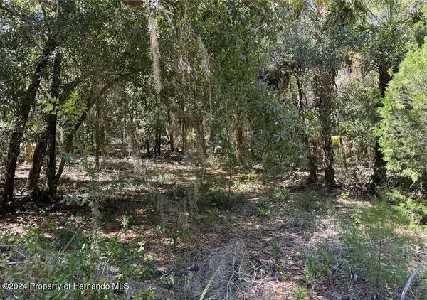 a view of a forest with trees