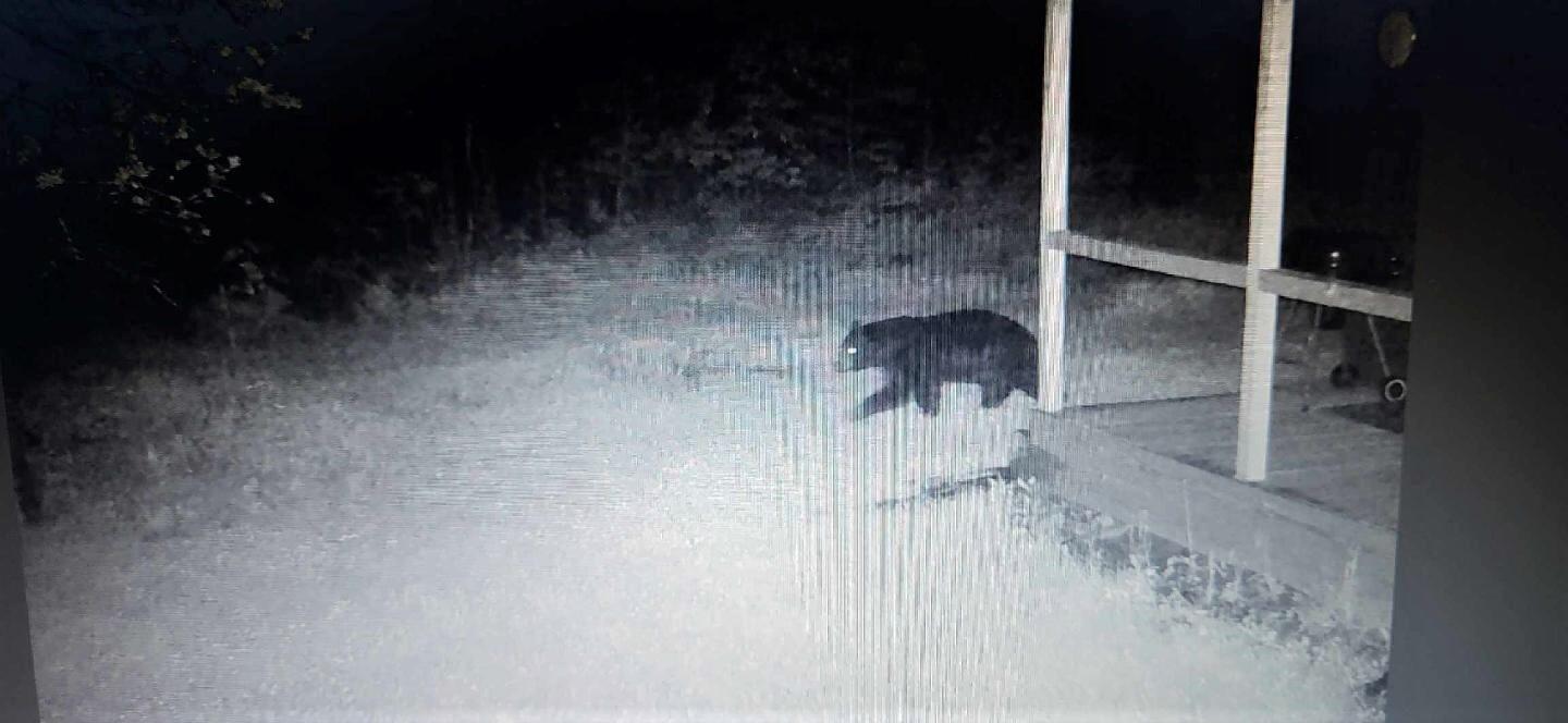 46 Cuddy Road Cambridge, ME 04923 - Photo 34 of 38 Bear