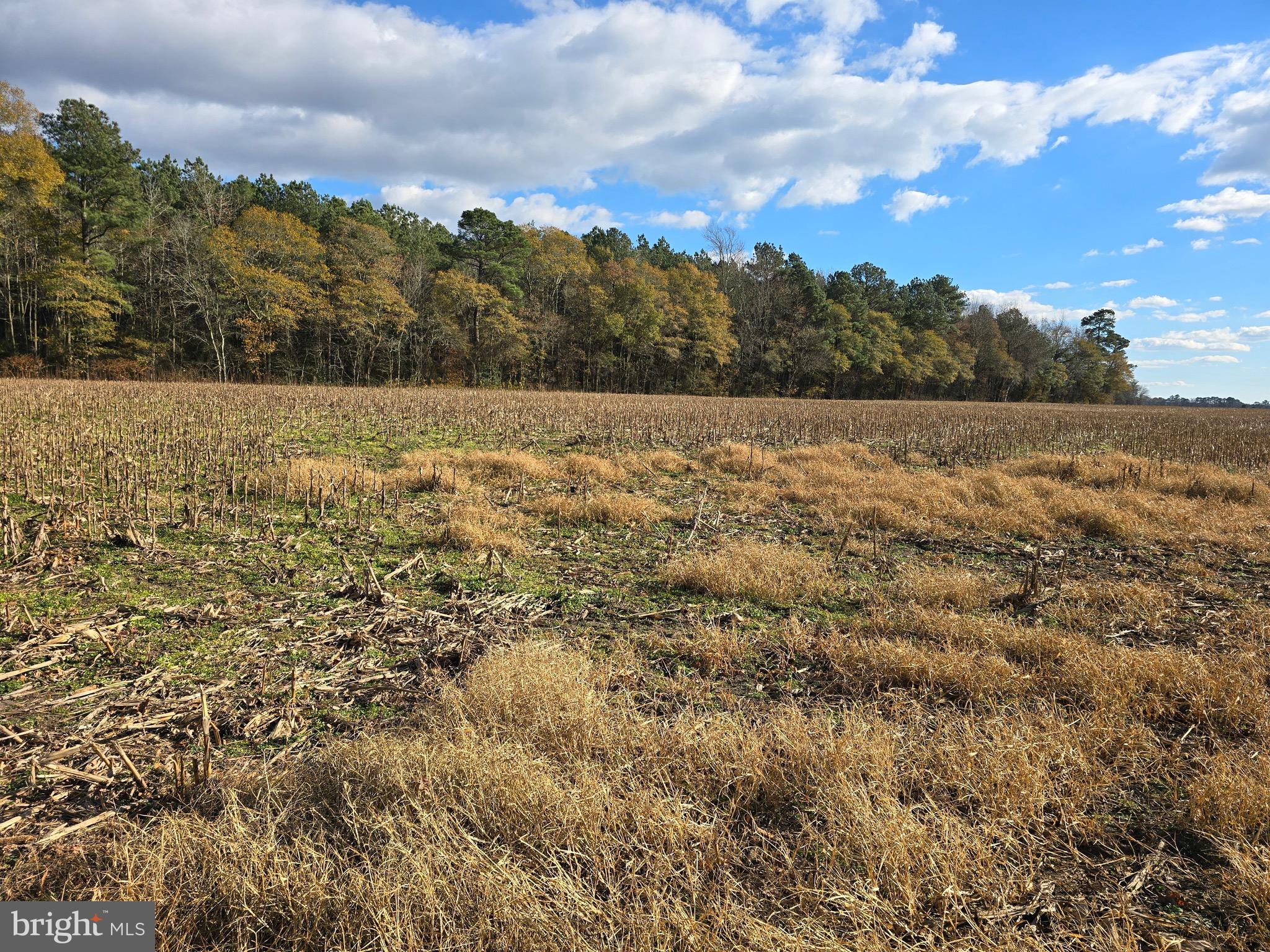 2 Poplar Neck Road Willards, MD 21874 - Photo 6 of 23 View from Rear of Lot