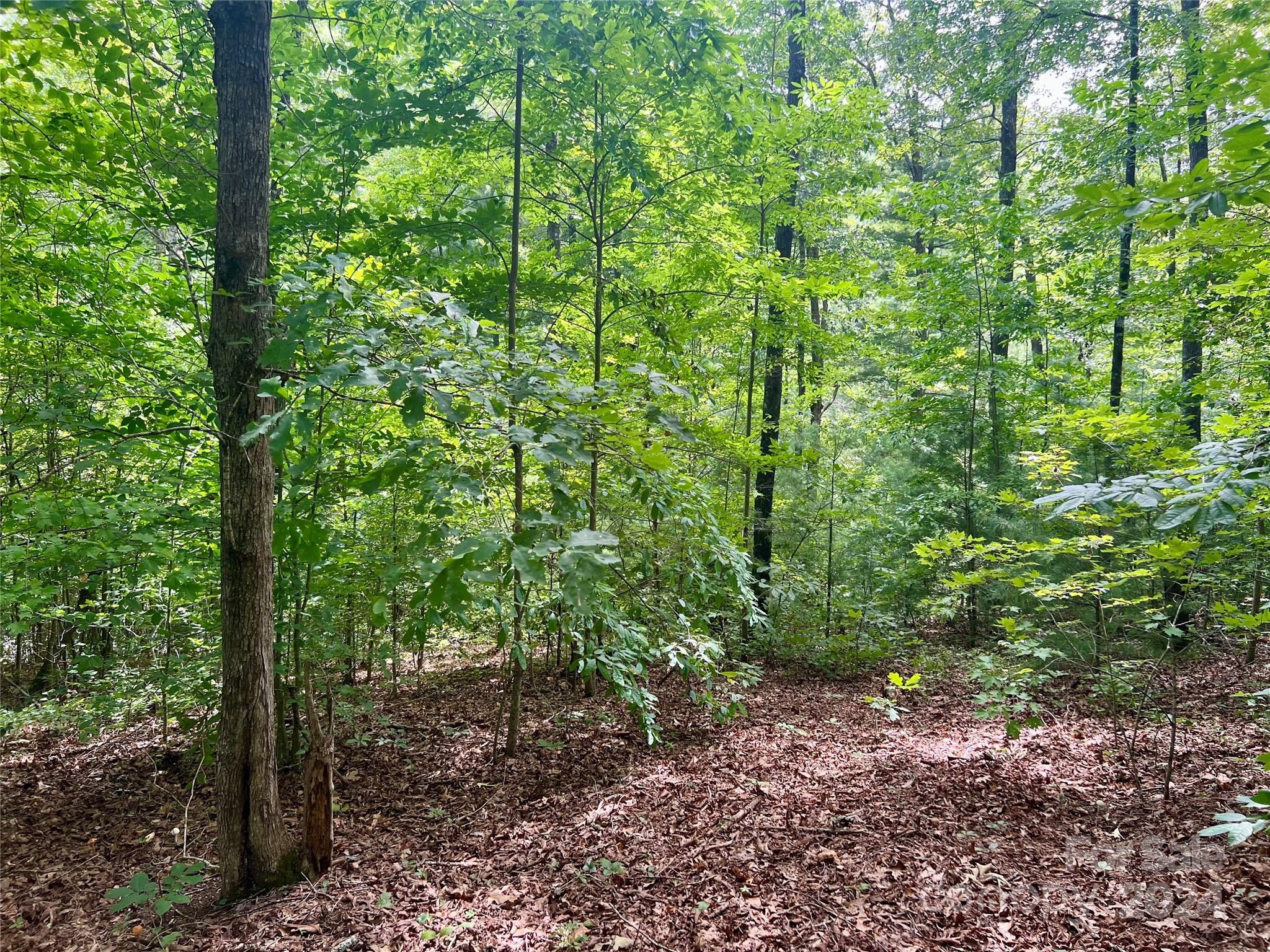 377 Jake Taylor Road Murphy, NC 28906 - Photo 15 of 19 a view of a forest with lots of trees