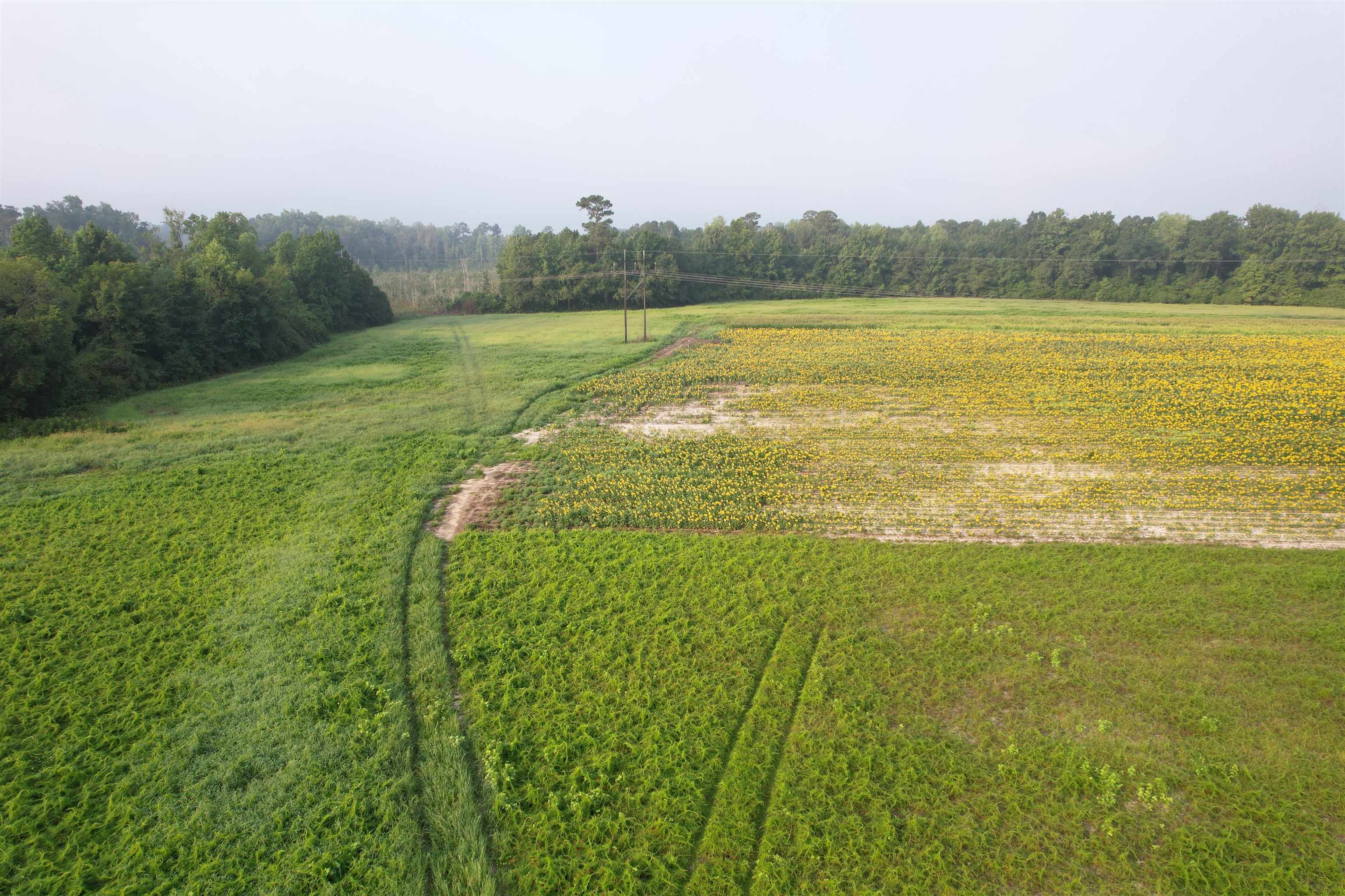 9.58-acres - South Deerfield Road Johnsonville, SC 29555 - Photo 1 of 10 Gallery Image 1