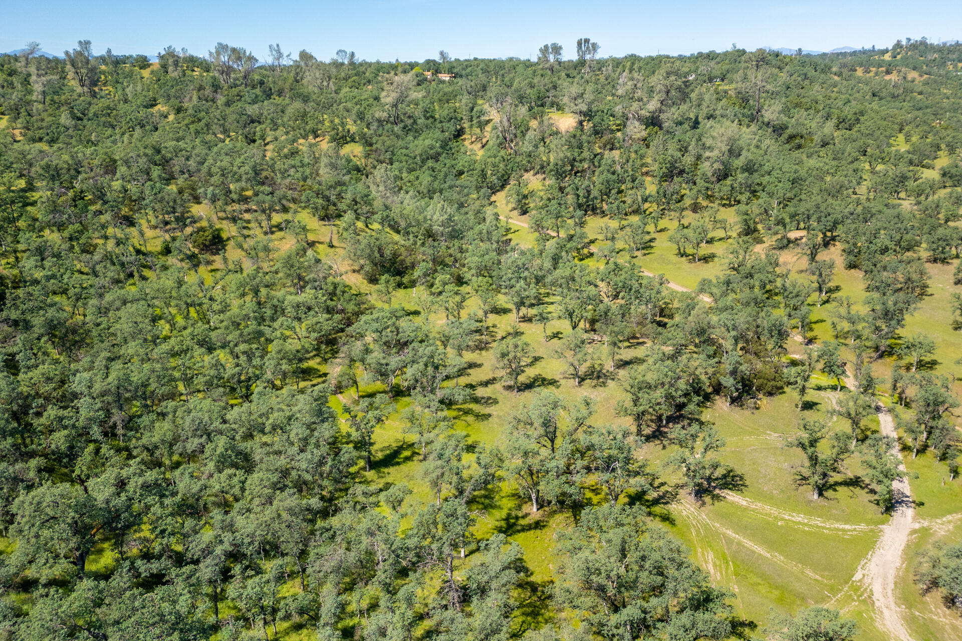 21100 Doe Run Way Red Bluff, CA 96080 - Photo 81 of 93 a view of a bunch of trees and bushes