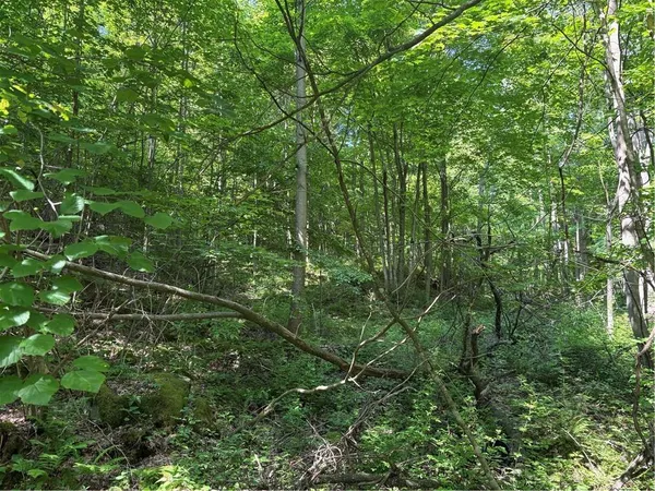 a view of a lush green forest with large trees
