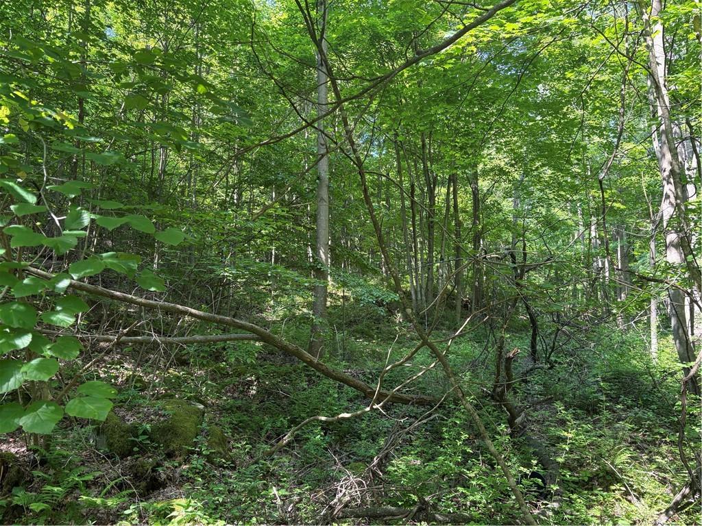 a view of a lush green forest with large trees