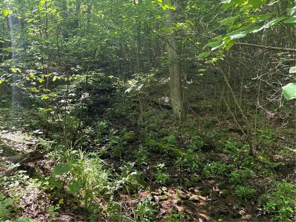 a view of a forest