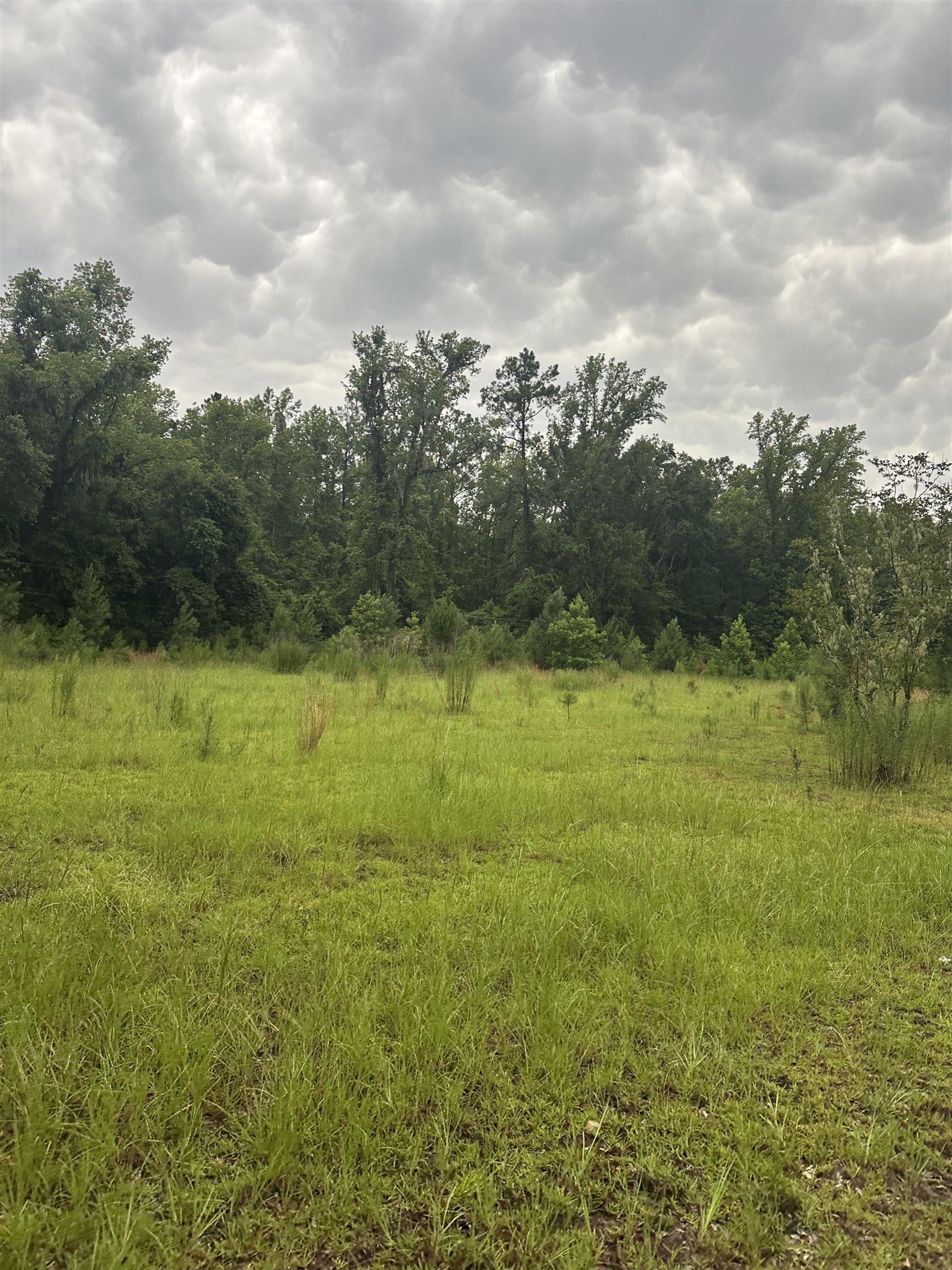 289 Persimmon Road Sopchoppy, FL 32358 - Photo 19 of 19