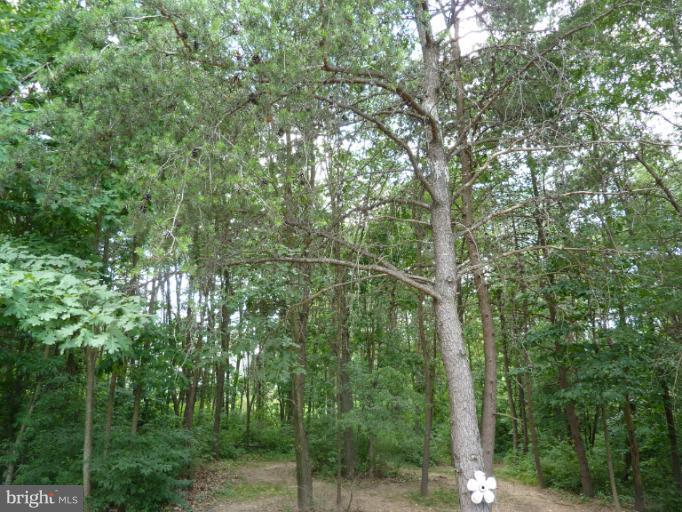 168 Holiday Road Cross Junction, VA 22625 - Photo 16 of 29 a view of a forest with a trees