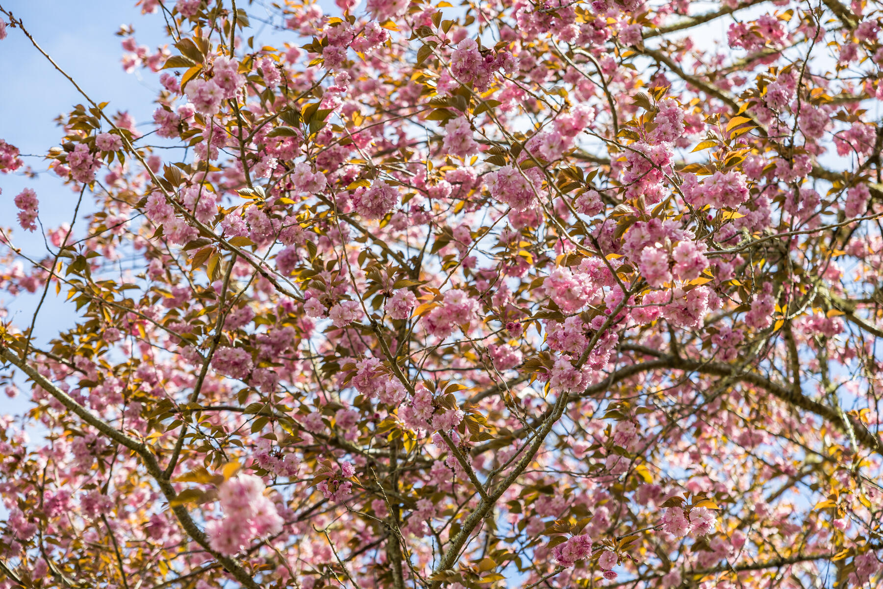 32 Ridgewood Road Orleans, MA 02653 - Photo 3 of 93 9L4A4199