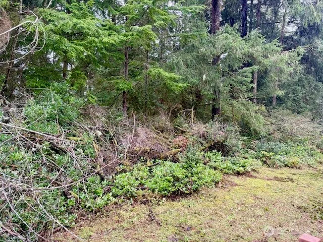 a view of a lush green forest with lots of trees