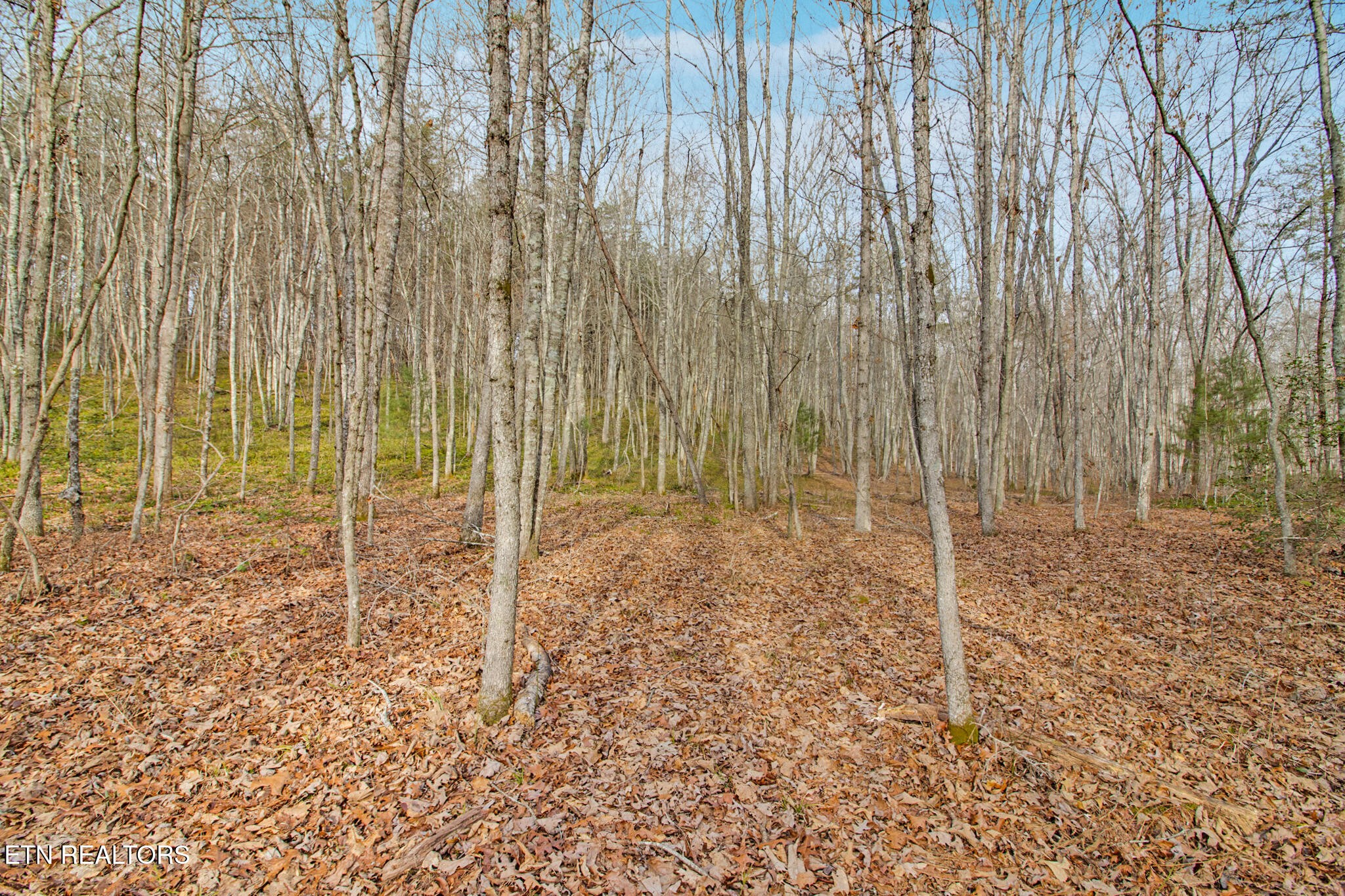 117 Hensley Road Deer Lodge, TN 37726 - Photo 13 of 23 Gallery Image 13