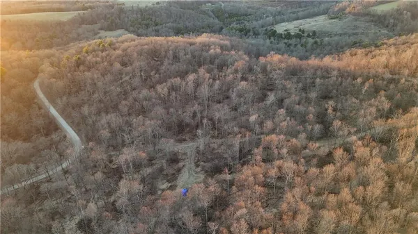 a view of a forest with a forest