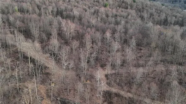 a view of a dry yard with trees