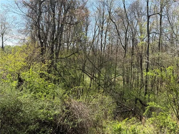 a view of forest