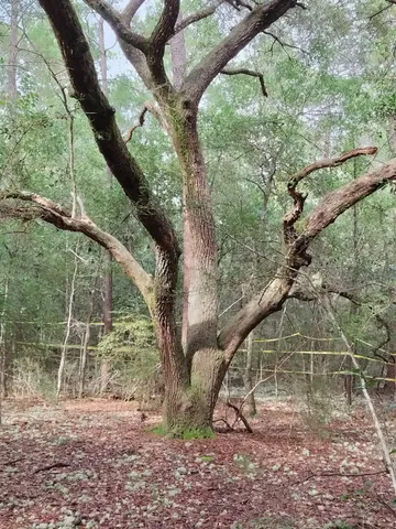 $55,000 | 4.77-acres Waldo Road, Crestview, FL 32539