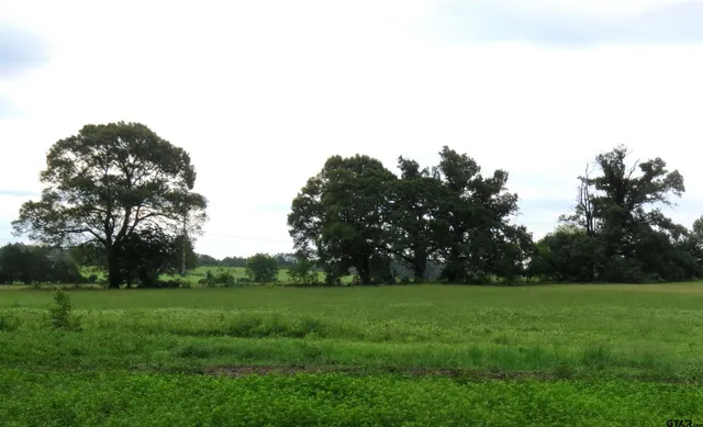 a view of garden with trees