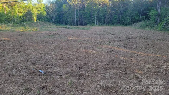 a view of a forest with trees in the background