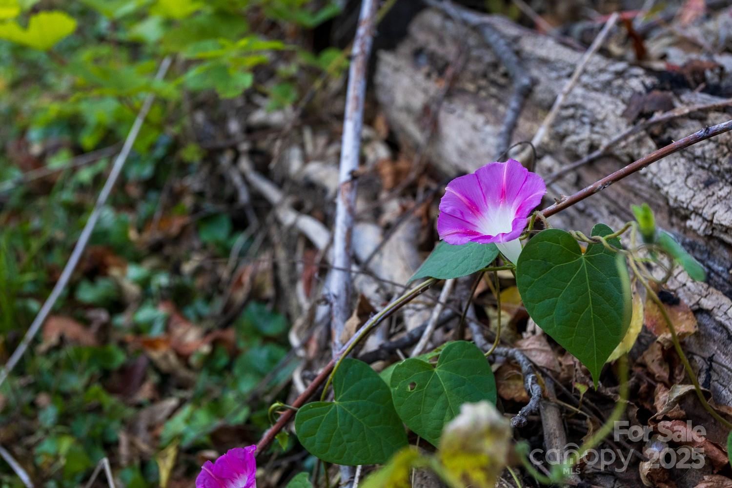 87 Pershing Road Asheville, NC 28805 - Photo 36 of 48 a view of a tree