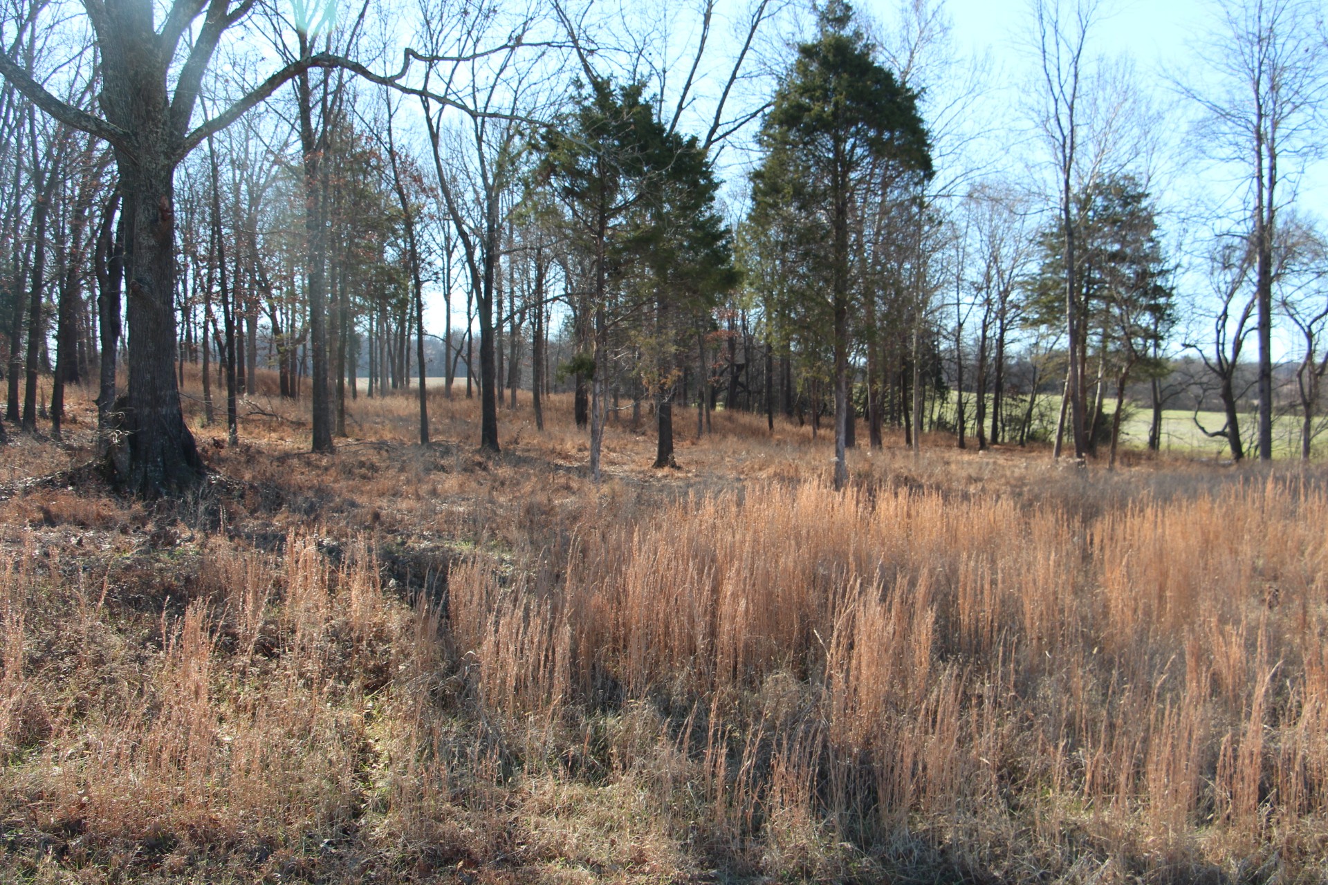 3356 Gunn Road Springfield, TN 37172 - Photo 3 of 16