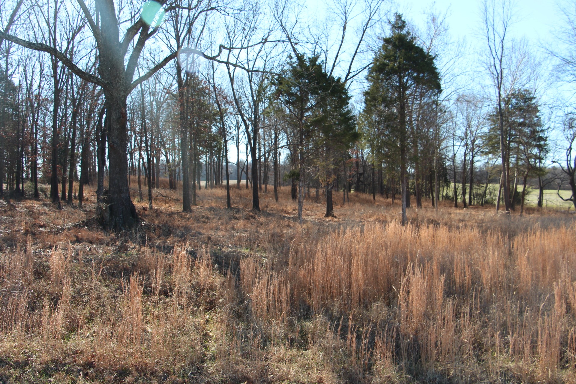 3356 Gunn Road Springfield, TN 37172 - Photo 8 of 16