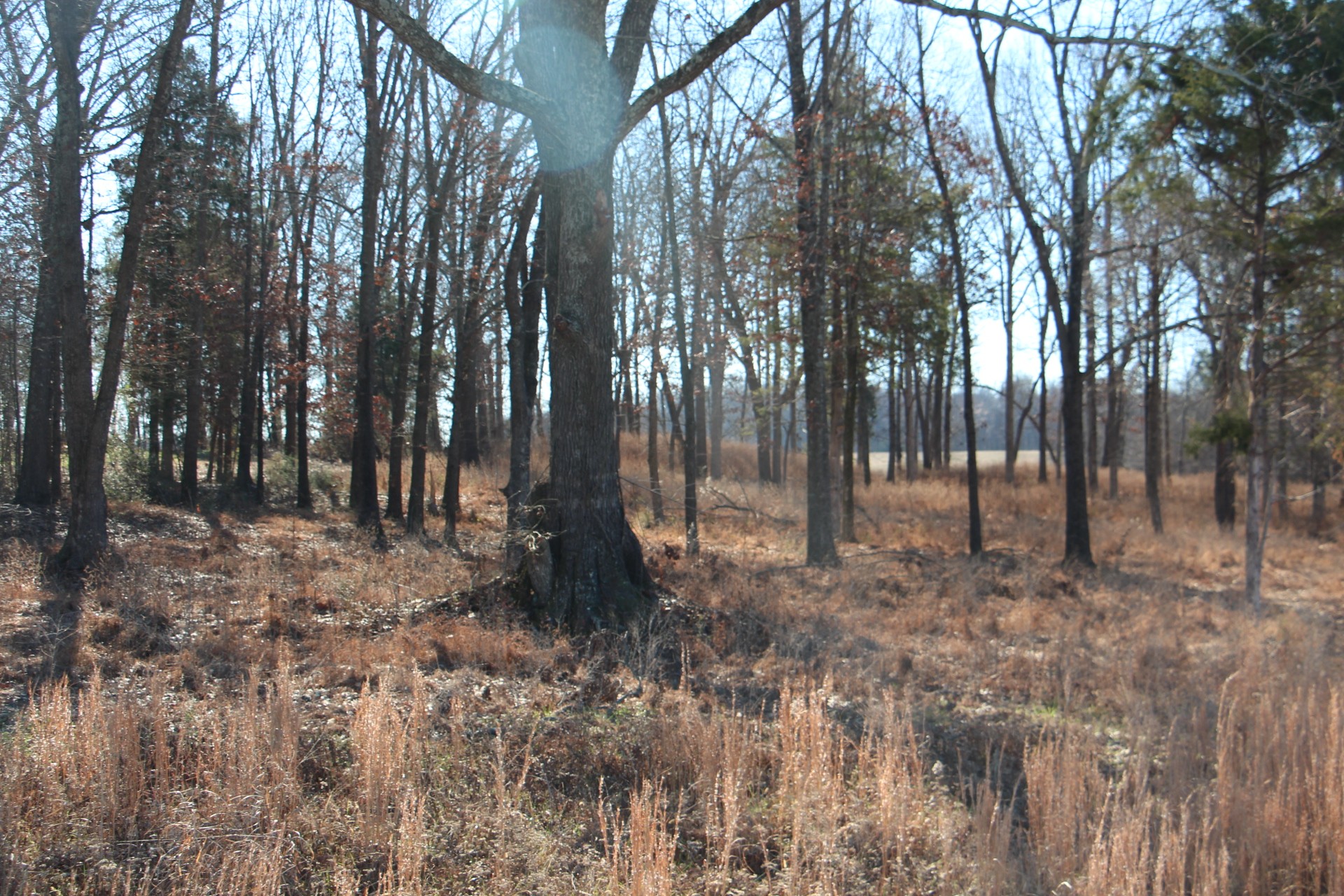 3356 Gunn Road Springfield, TN 37172 - Photo 9 of 16