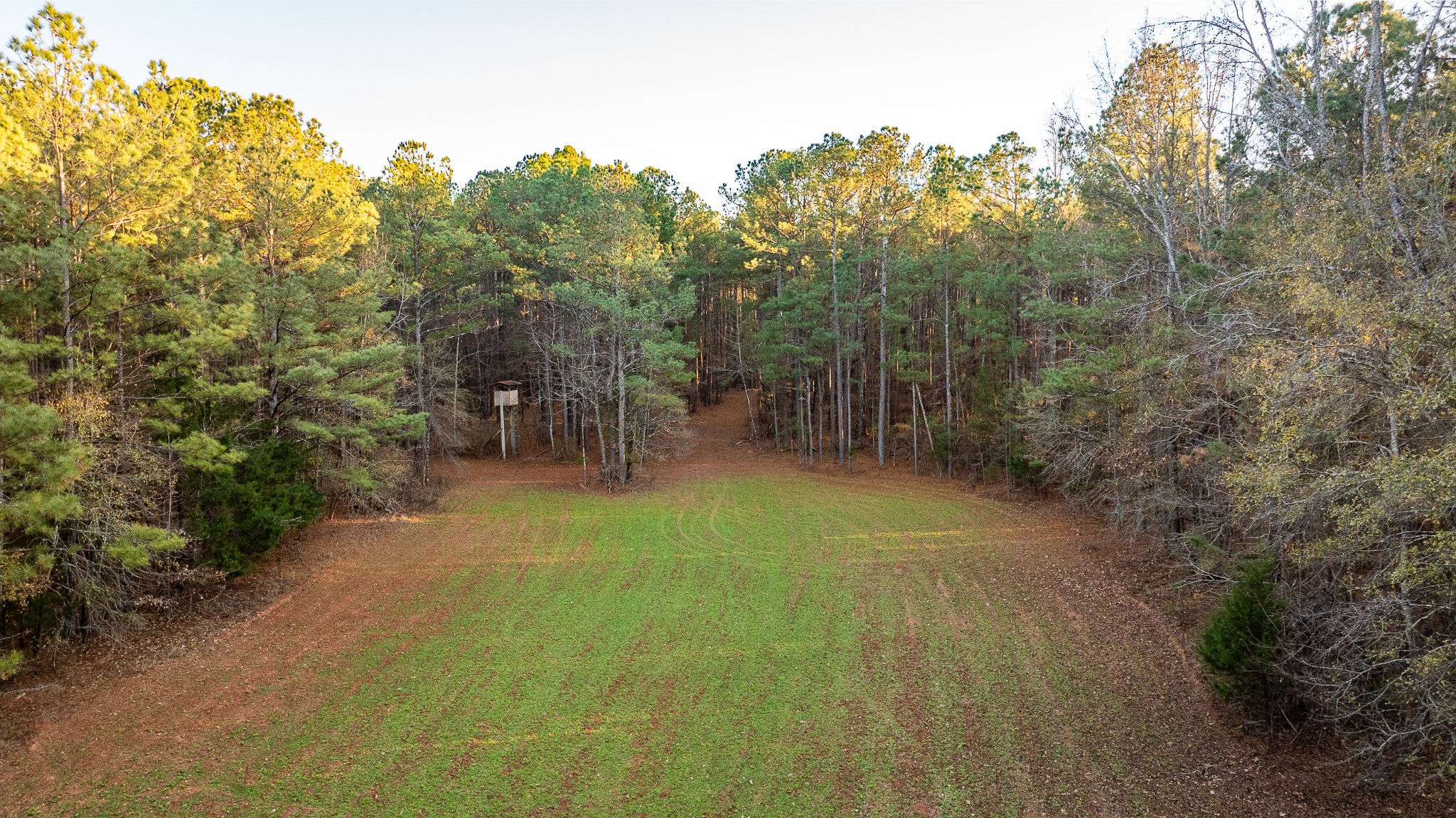 8548 Elberton Road Tignall, GA 30668 - Photo 20 of 50 a view of a forest with trees