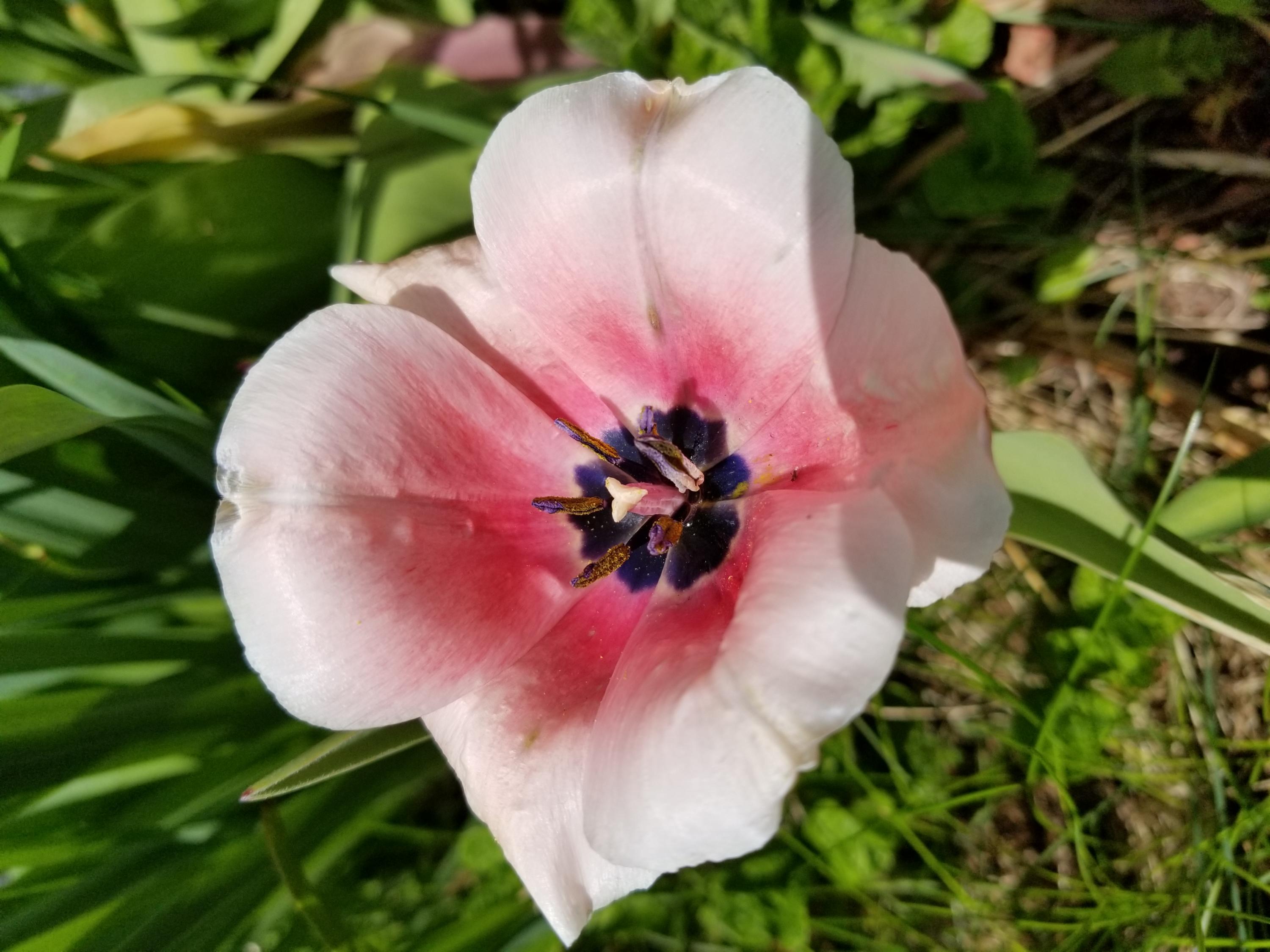 1715 Main Road Enfield, ME 04493 - Photo 25 of 37 Beautiful flowers