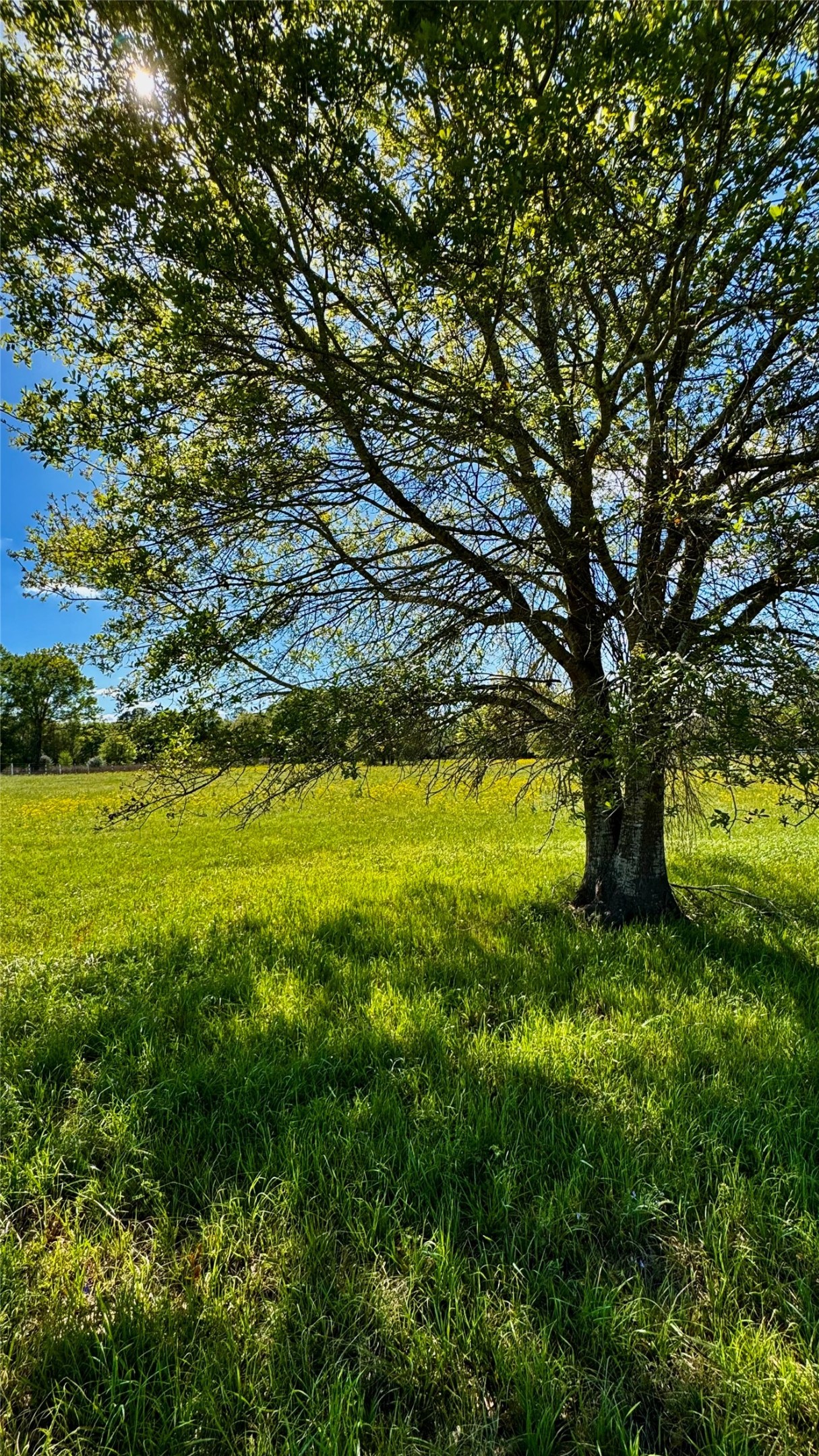 0 Meadow Creek Road Hockley, TX 77447 - Photo 4 of 25 a view of a yard with a tree