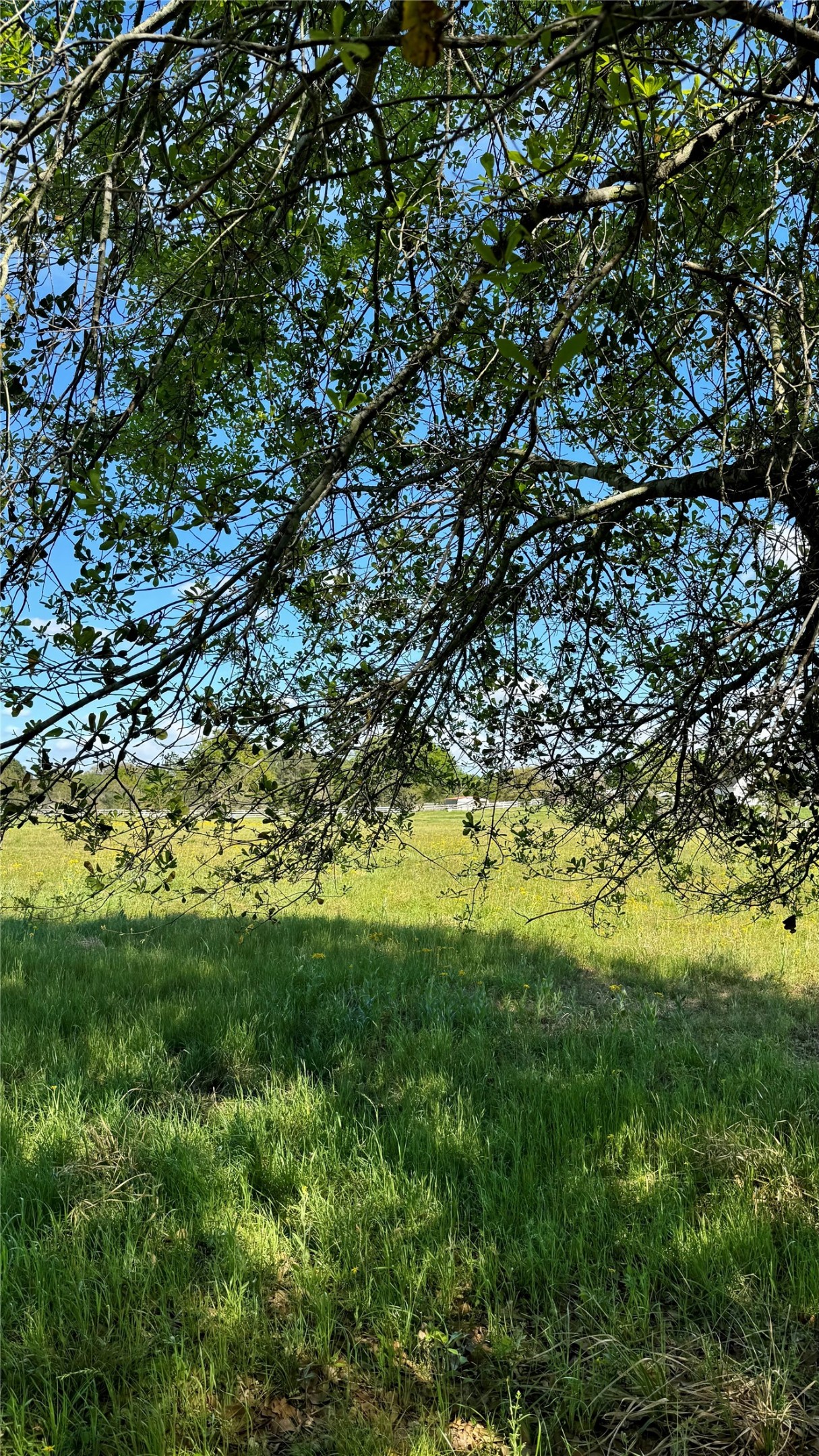 0 Meadow Creek Road Hockley, TX 77447 - Photo 4 of 18 Walking along your property will bring you peace with these beautiful trees.