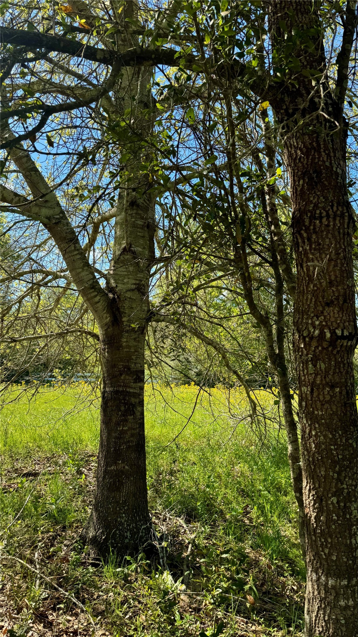 0 Meadow Creek Road Hockley, TX 77447 - Photo 5 of 18 Family and friends will enjoy the picnic tables you can place around the trees to enjoy grilling in the great outdoors.