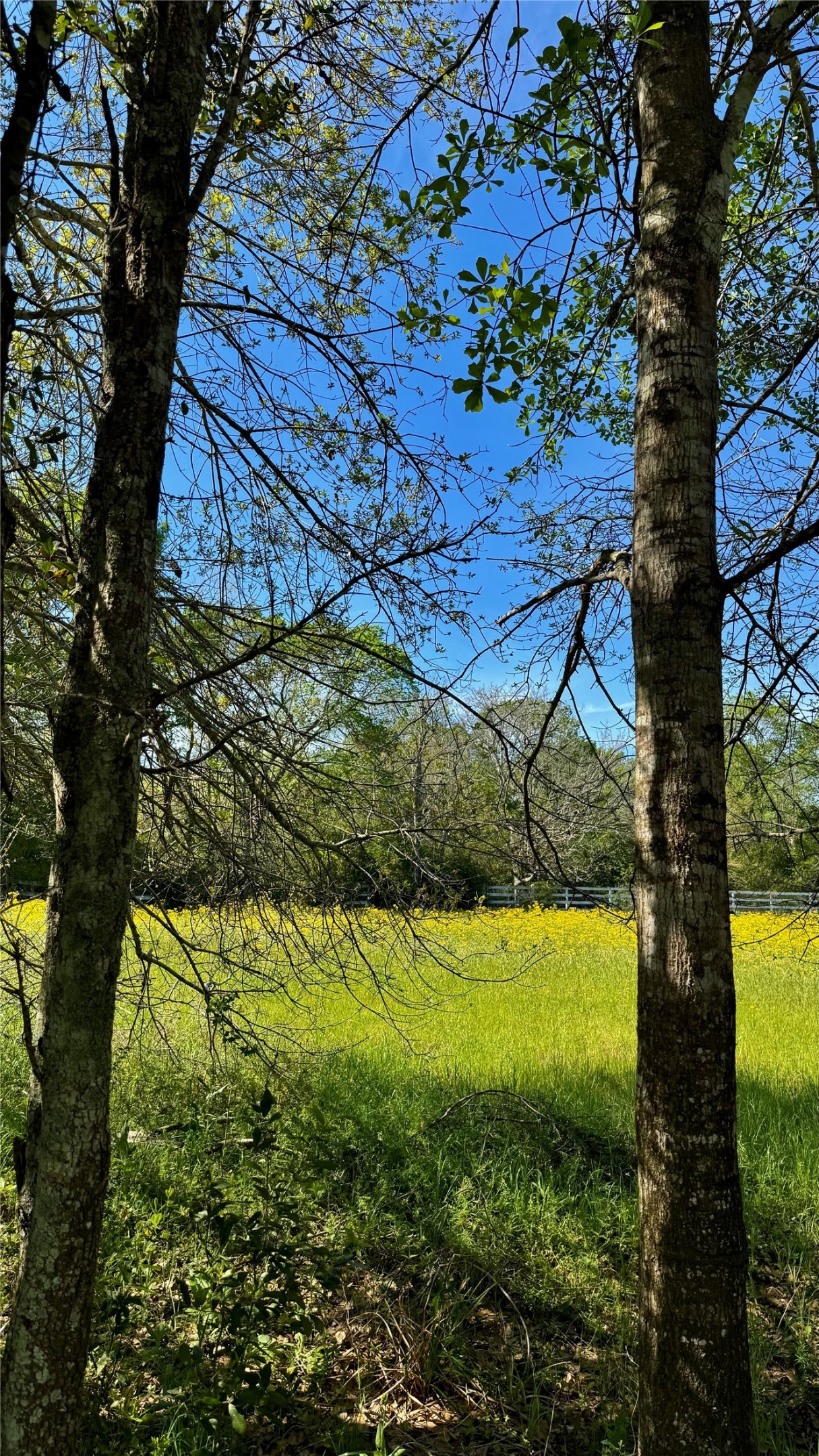 0 Meadow Creek Road Hockley, TX 77447 - Photo 8 of 25 a view of a tree with a yard