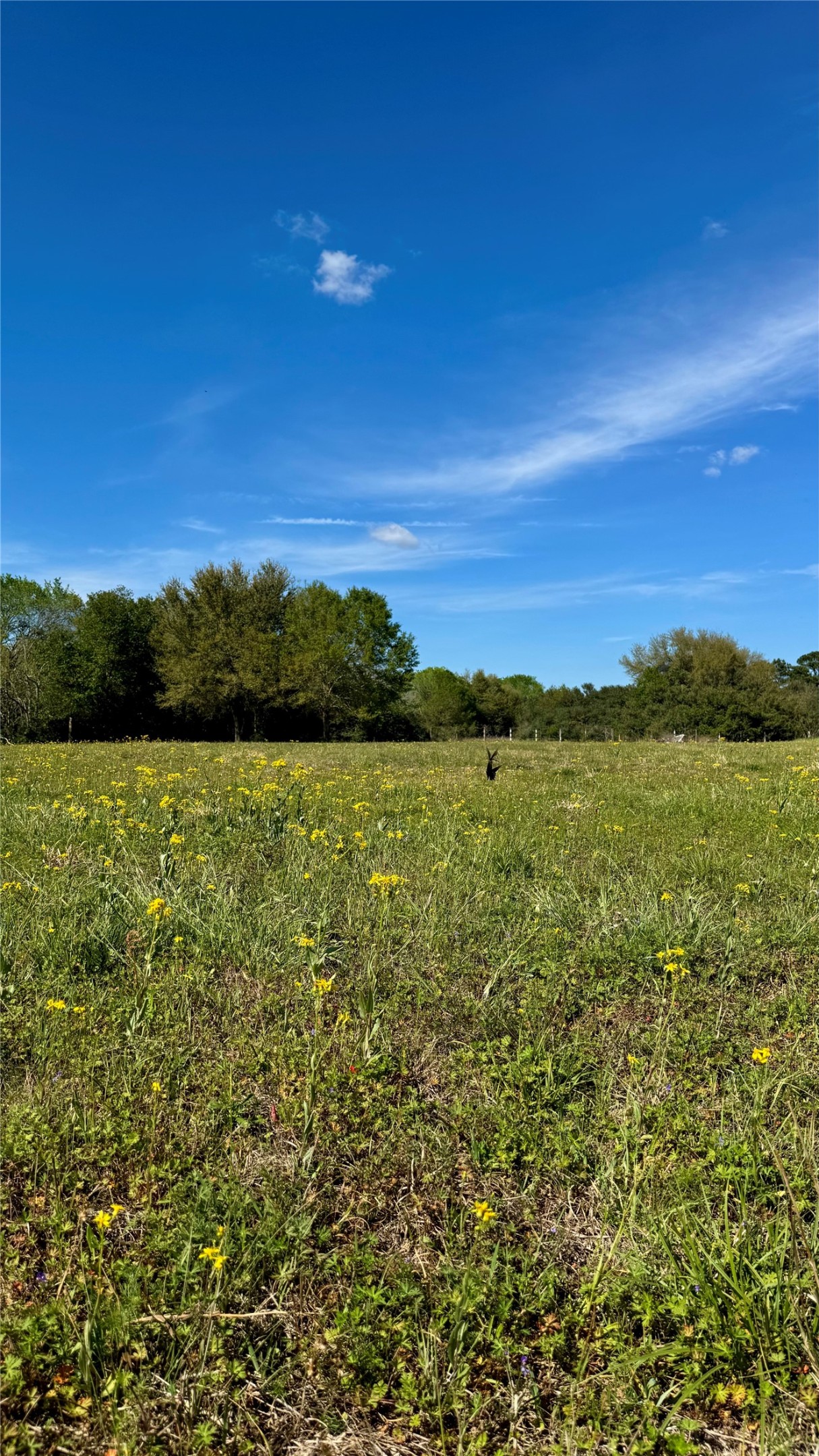 0 Meadow Creek Road Hockley, TX 77447 - Photo 10 of 18 The vistas seem to be endless...