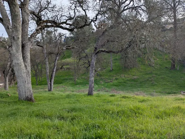 a view of a trees in a yard