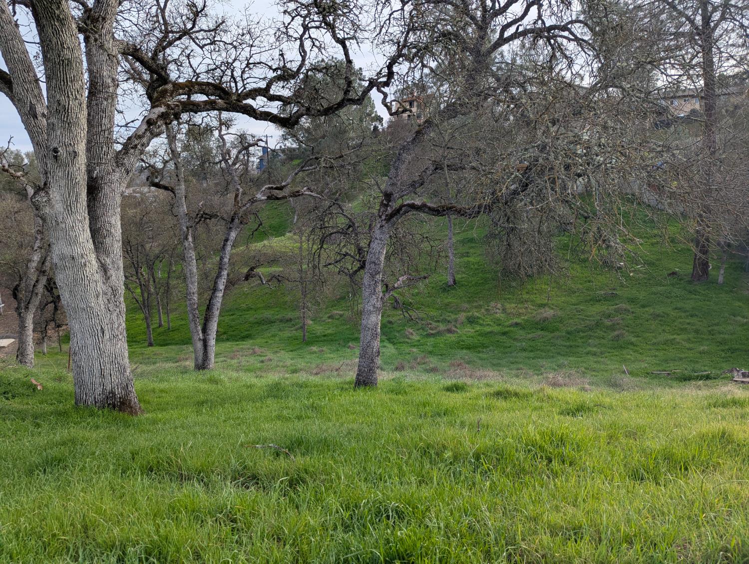 4314 Edgewater Court Copperopolis, CA 95228 - Photo 1 of 13 a view of a trees in a yard