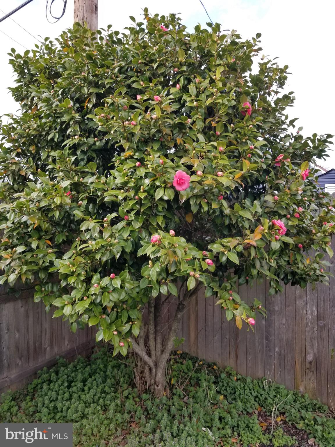8571 Old Line Road Philadelphia, PA 19128 - Photo 36 of 38 Blooming Camelia bush