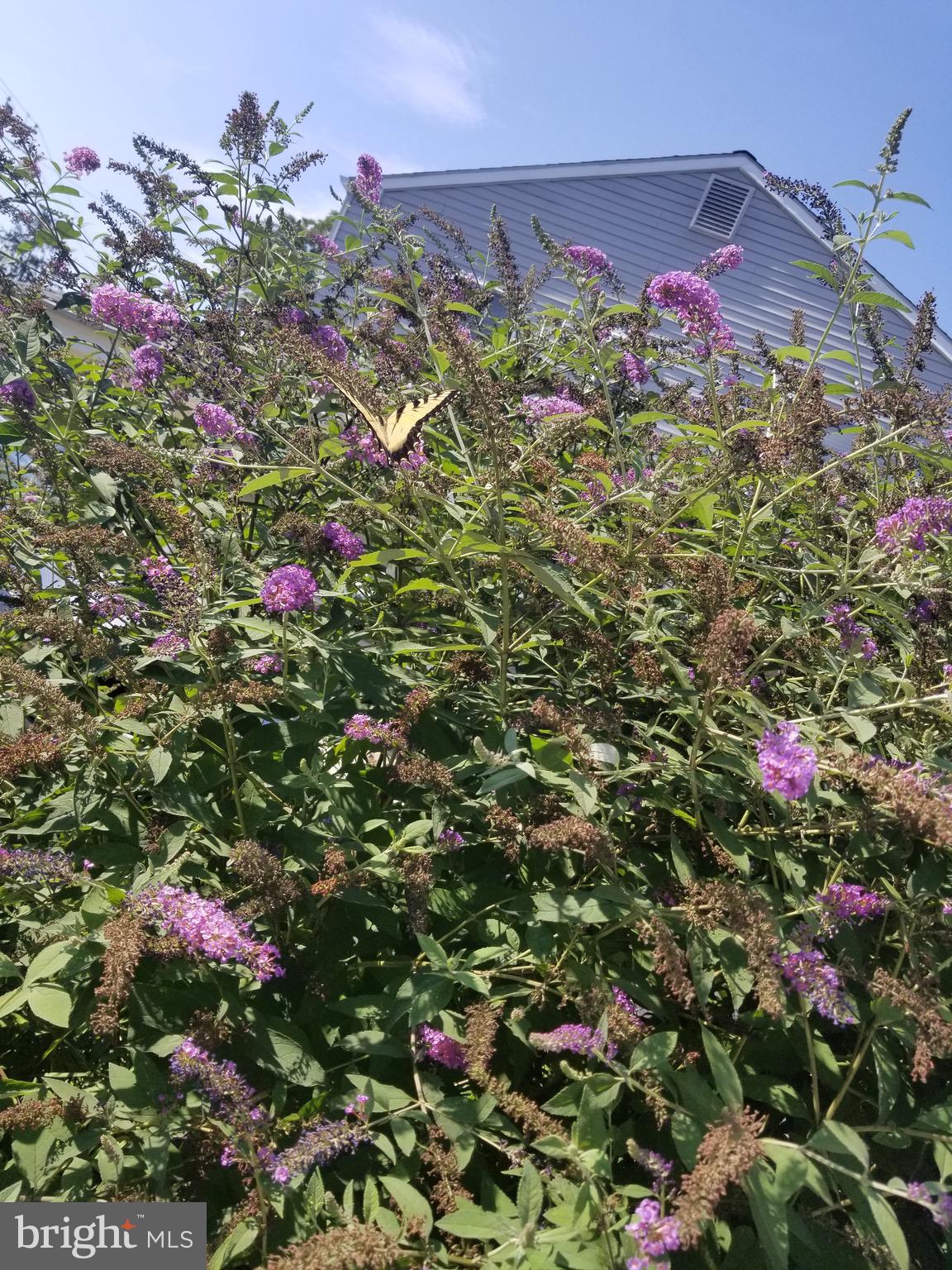 8571 Old Line Road Philadelphia, PA 19128 - Photo 37 of 38 Blooming Butterfly bush