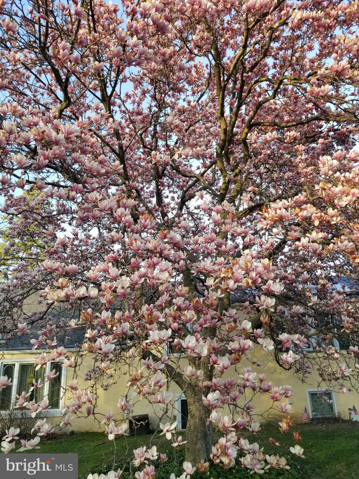8571 Old Line Road Philadelphia, PA 19128 - Photo 38 of 38 Blooming Magnolia tree in front yard
